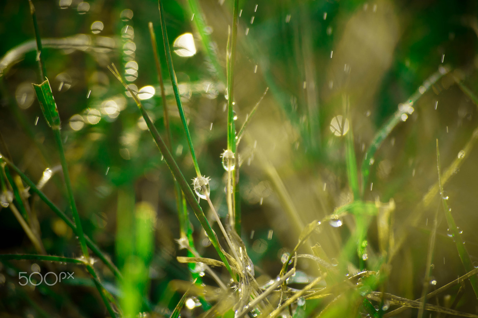Nikon D5500 sample photo. The rain forest photography