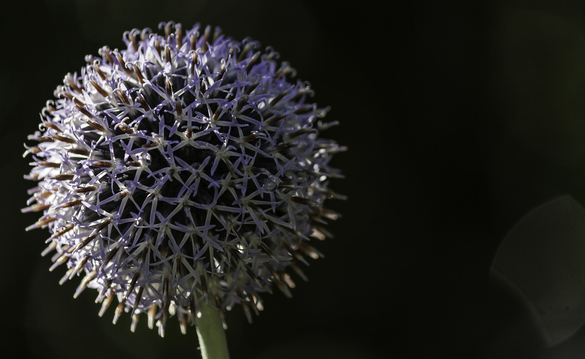 Canon EOS 450D (EOS Rebel XSi / EOS Kiss X2) sample photo. Globe thistle photography