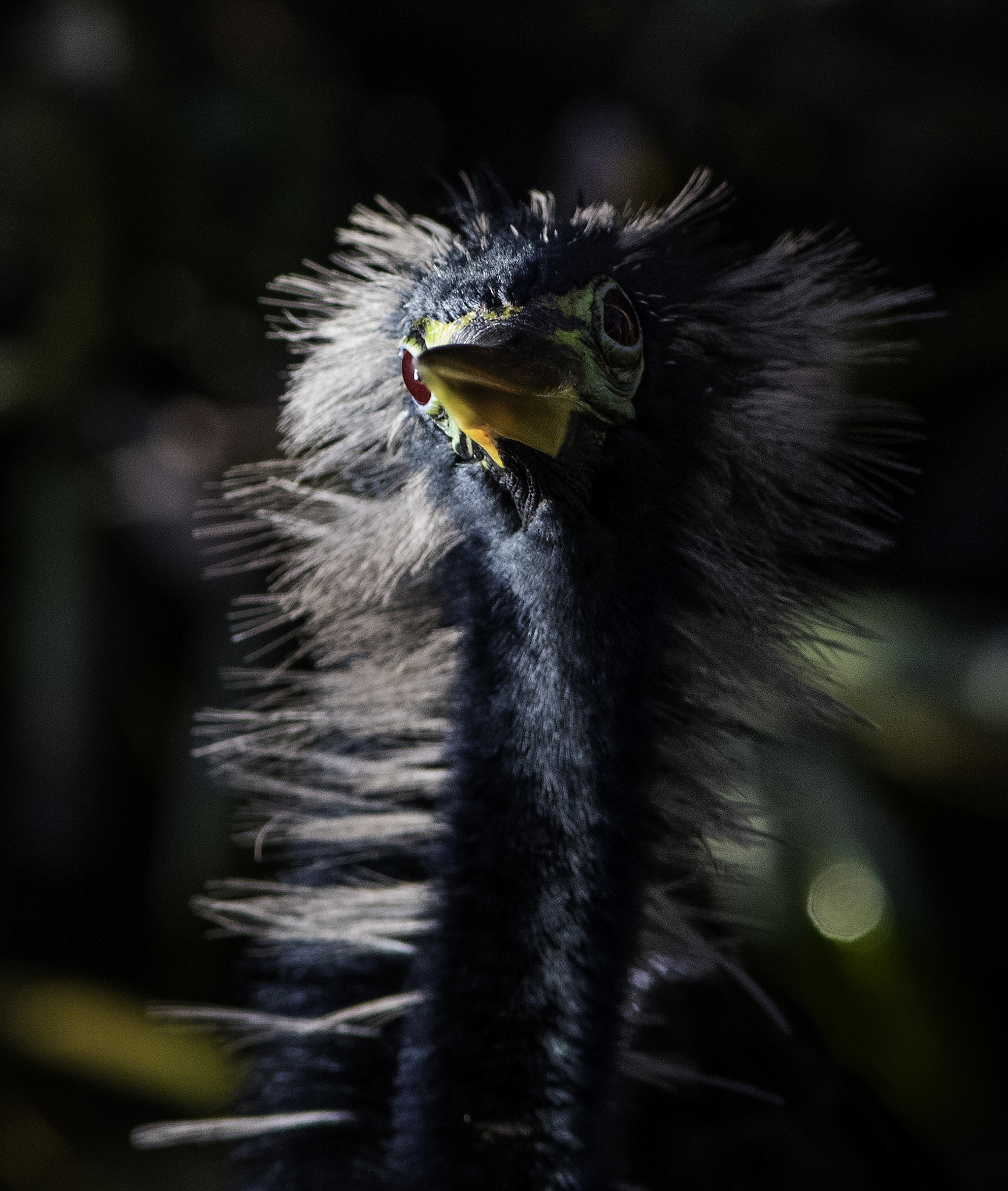 Canon EF 300mm F4L IS USM sample photo. Anhinga madness photography