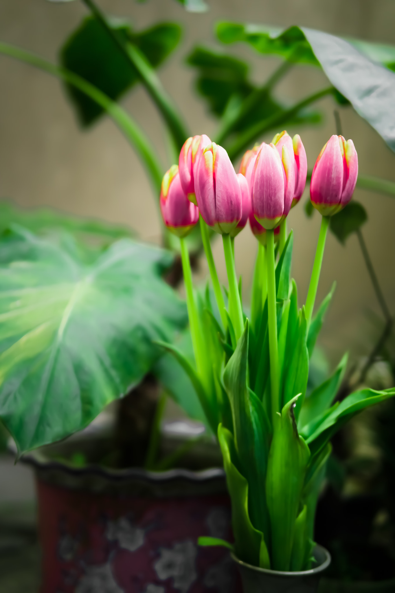 Sony a6000 + Sigma 30mm F1.4 DC DN | C sample photo. Tulips photography