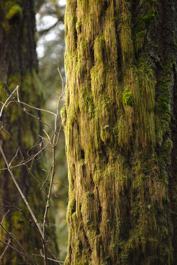 ZEISS Apo Sonnar T* 135mm F2 sample photo. Mossy trunk photography