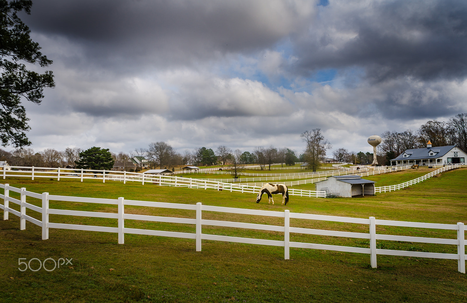 Nikon D7000 + Nikon AF Nikkor 20mm F2.8D sample photo. C horse photography