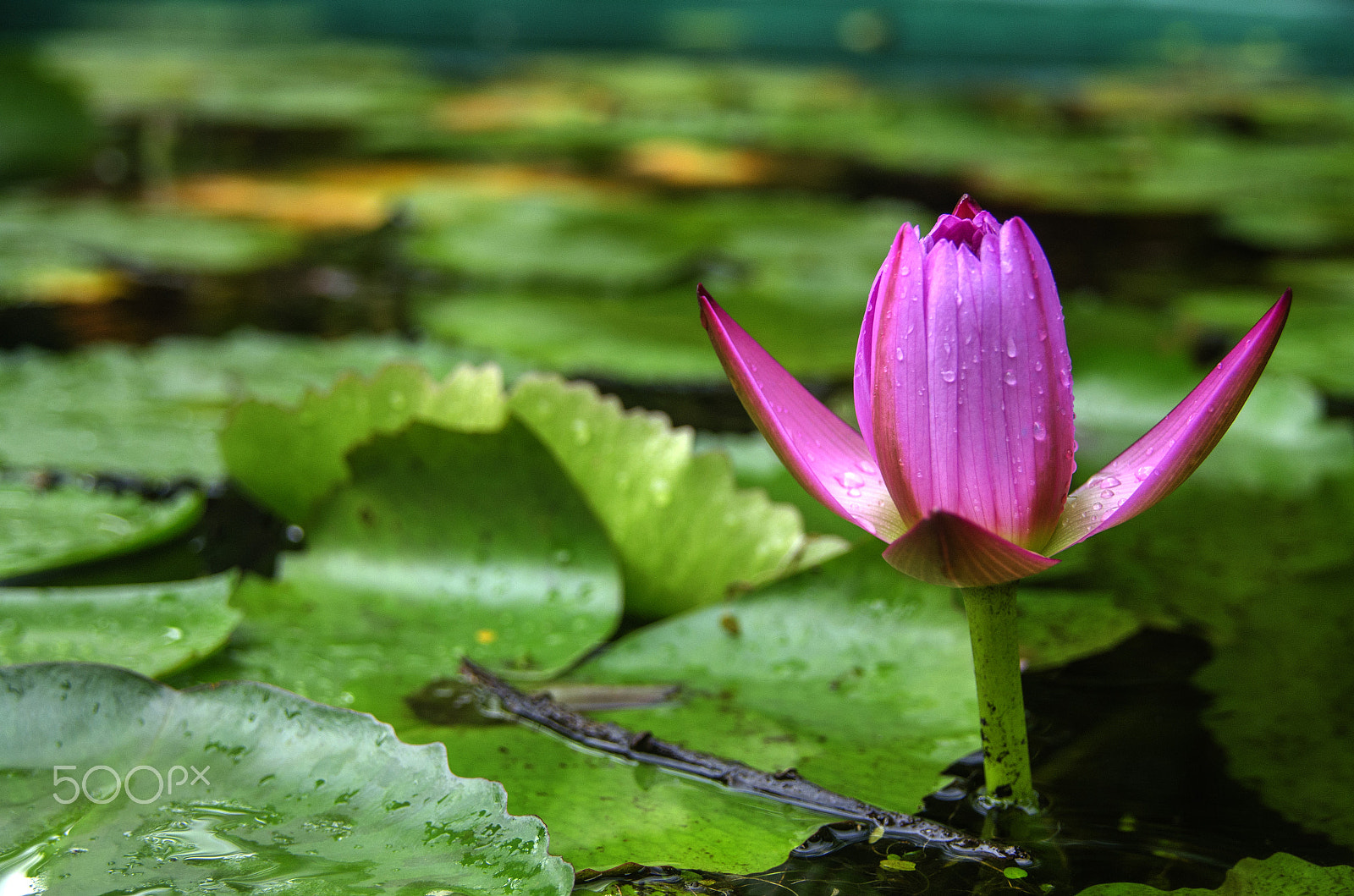 Nikon D5100 + Sigma 18-200mm F3.5-6.3 DC OS HSM sample photo. Flower in the pond photography
