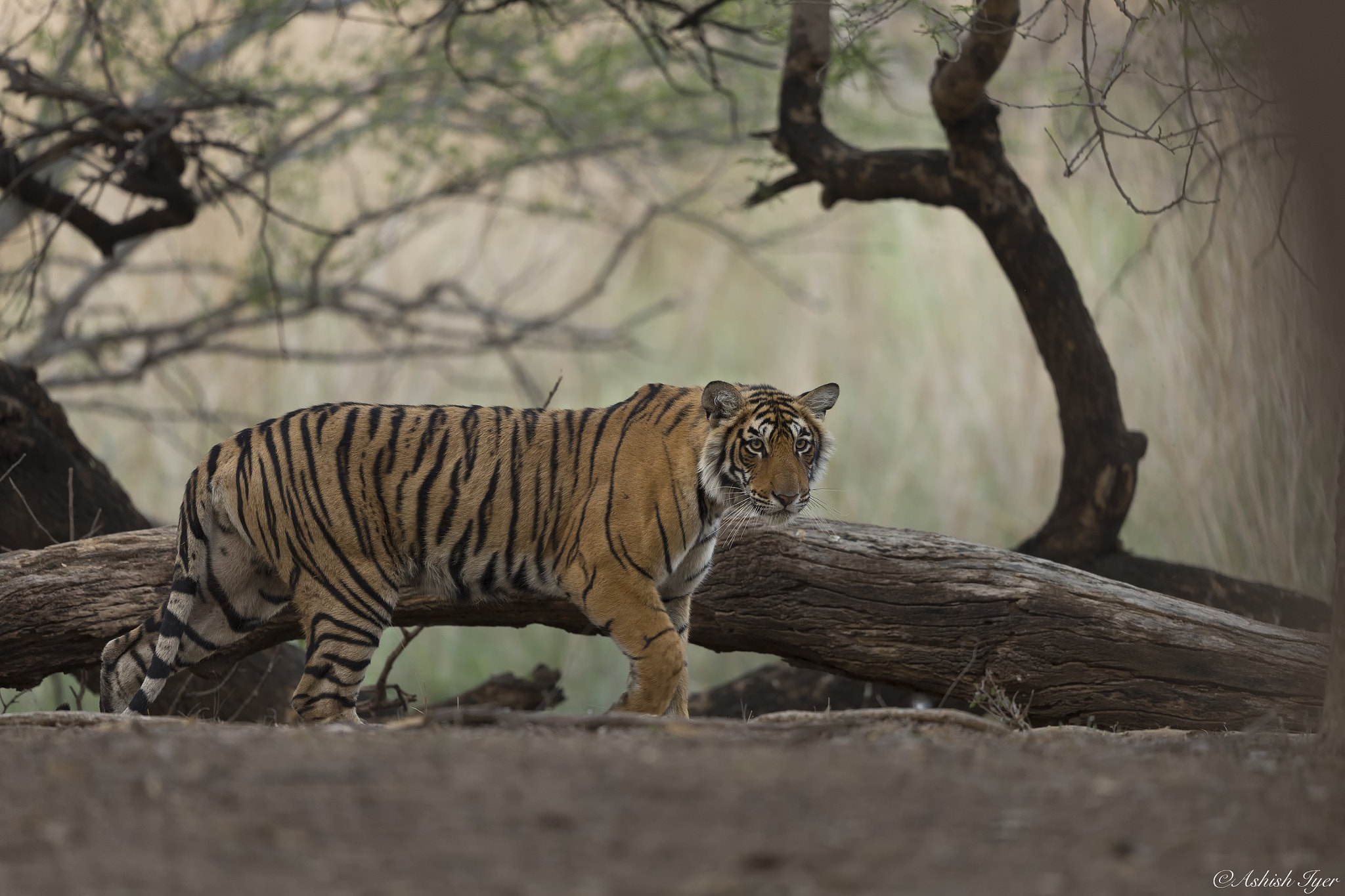 Canon EOS-1D X sample photo. The stare - tiger on prowl photography