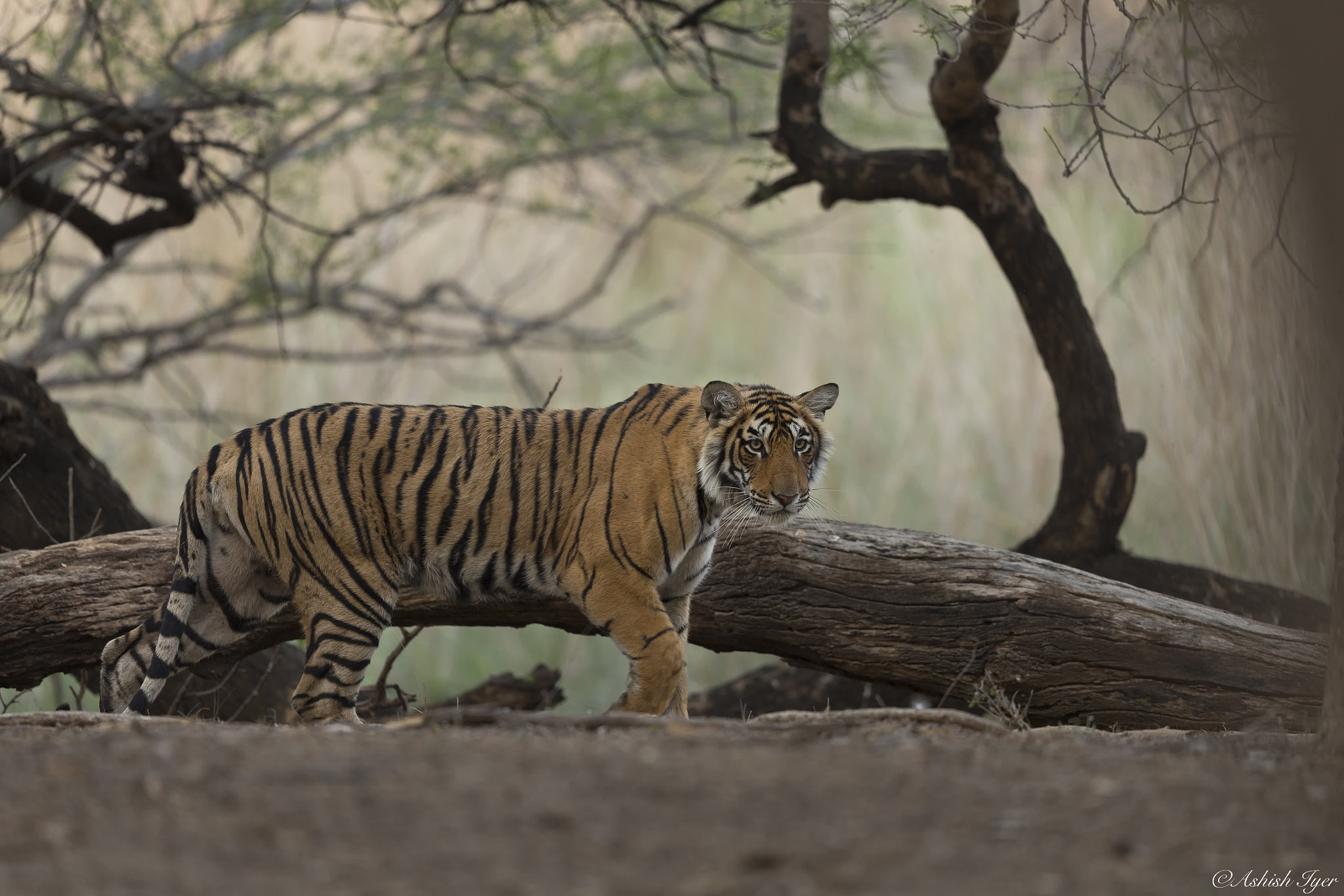 Canon EF 500mm F4L IS II USM sample photo. The stare - tiger on prowl photography