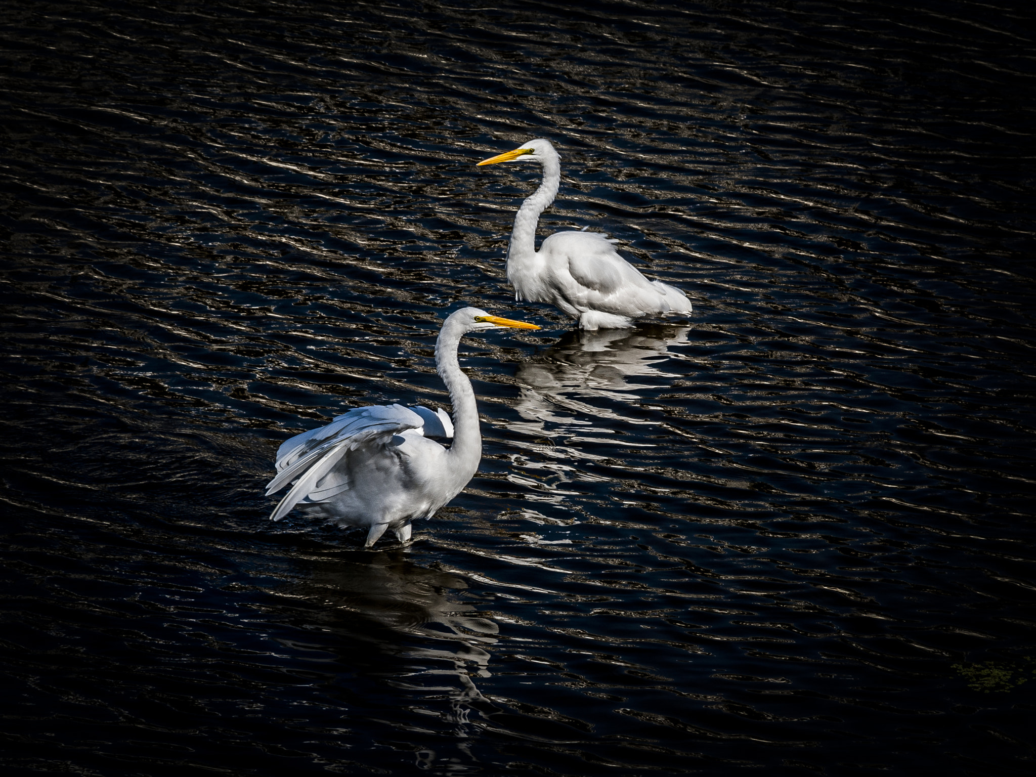 Nikon D40X sample photo. S 2 photography