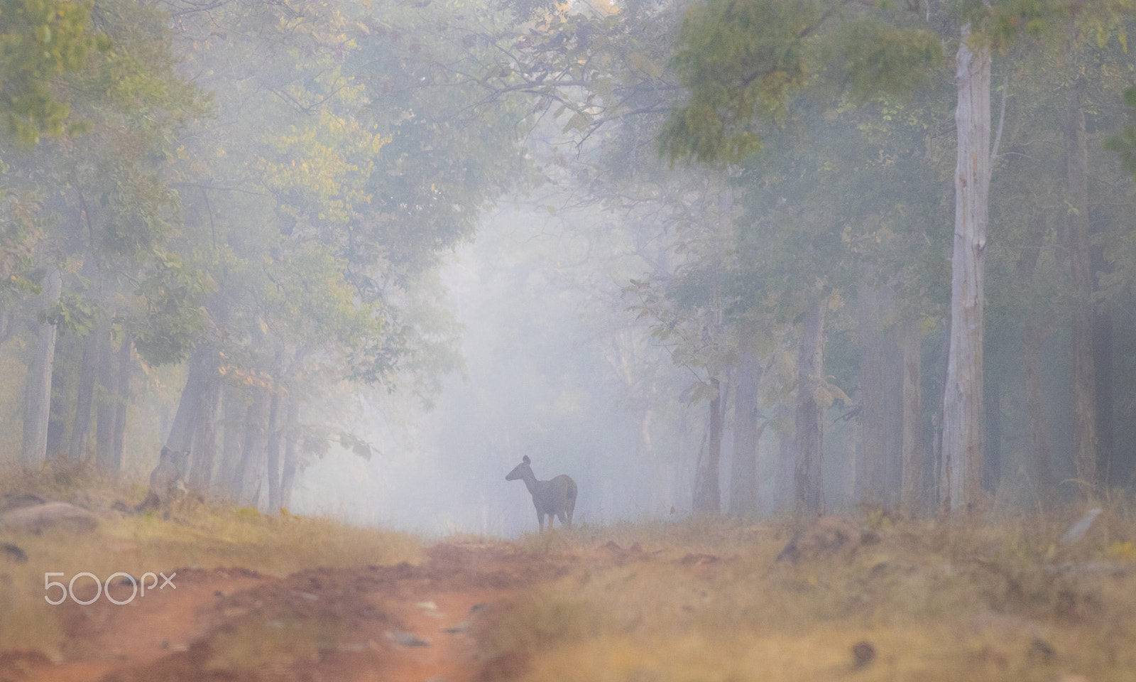 Canon EOS 80D + Canon EF 400mm F5.6L USM sample photo. Deer in the fog photography