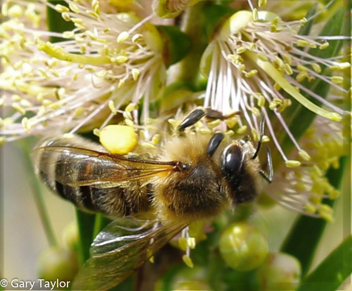 Canon EF 50mm F1.8 II sample photo. Bee photography
