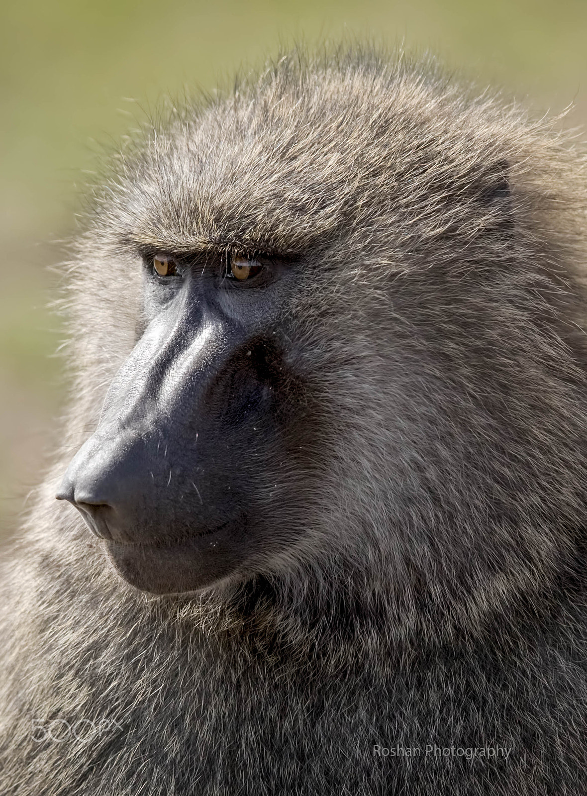 Canon EF 600mm F4L IS II USM sample photo. The animal portrait.... photography