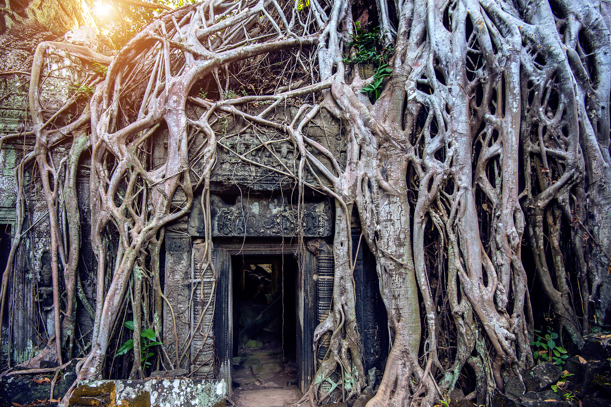Nikon D4S sample photo. Trees growing out of ta prohm temple, angkor wat in cambodia. photography