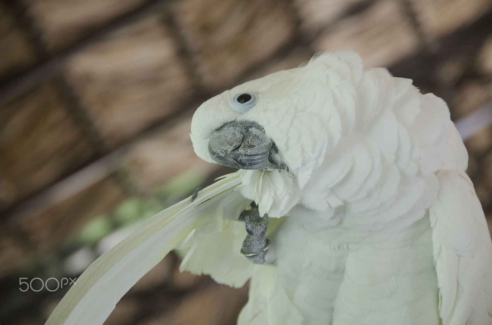 Nikon D5100 + Sigma 18-200mm F3.5-6.3 DC OS HSM sample photo. Cockatoo bird in southern mexico photography