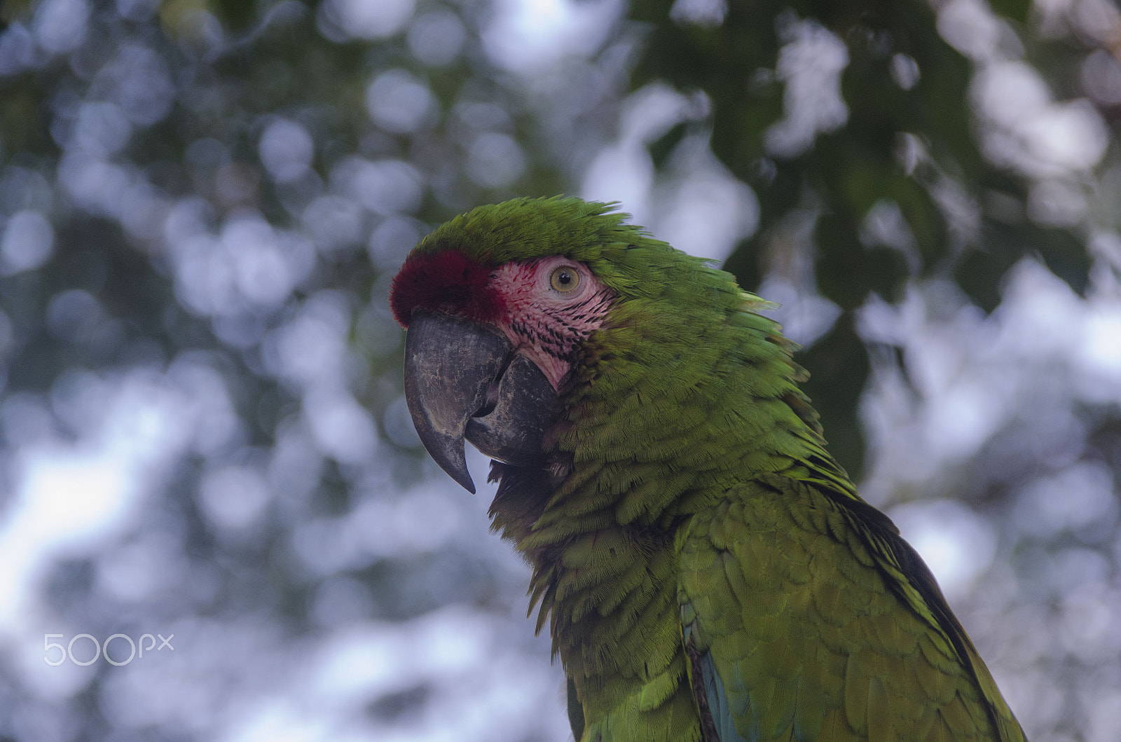 Nikon D5100 + Sigma 18-200mm F3.5-6.3 DC OS HSM sample photo. Parrot in southern mexico photography