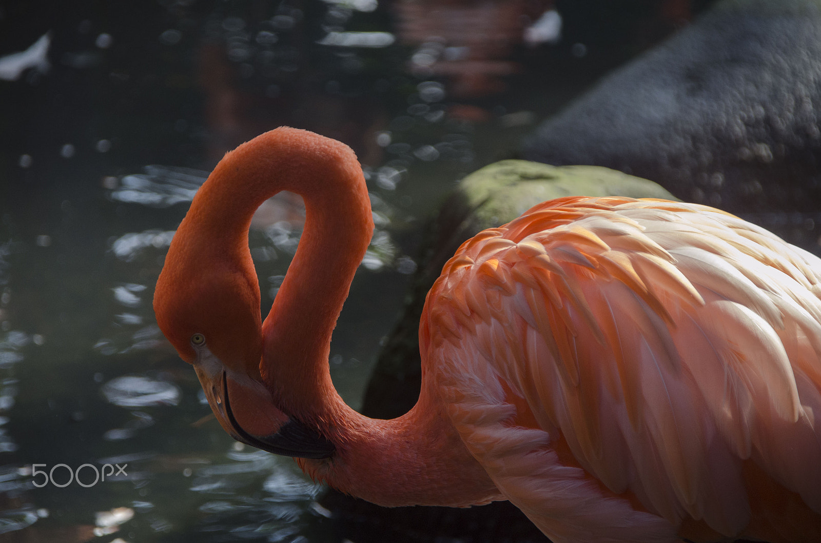 Nikon D5100 + Sigma 18-200mm F3.5-6.3 DC OS HSM sample photo. Flamingo in southern mexico photography