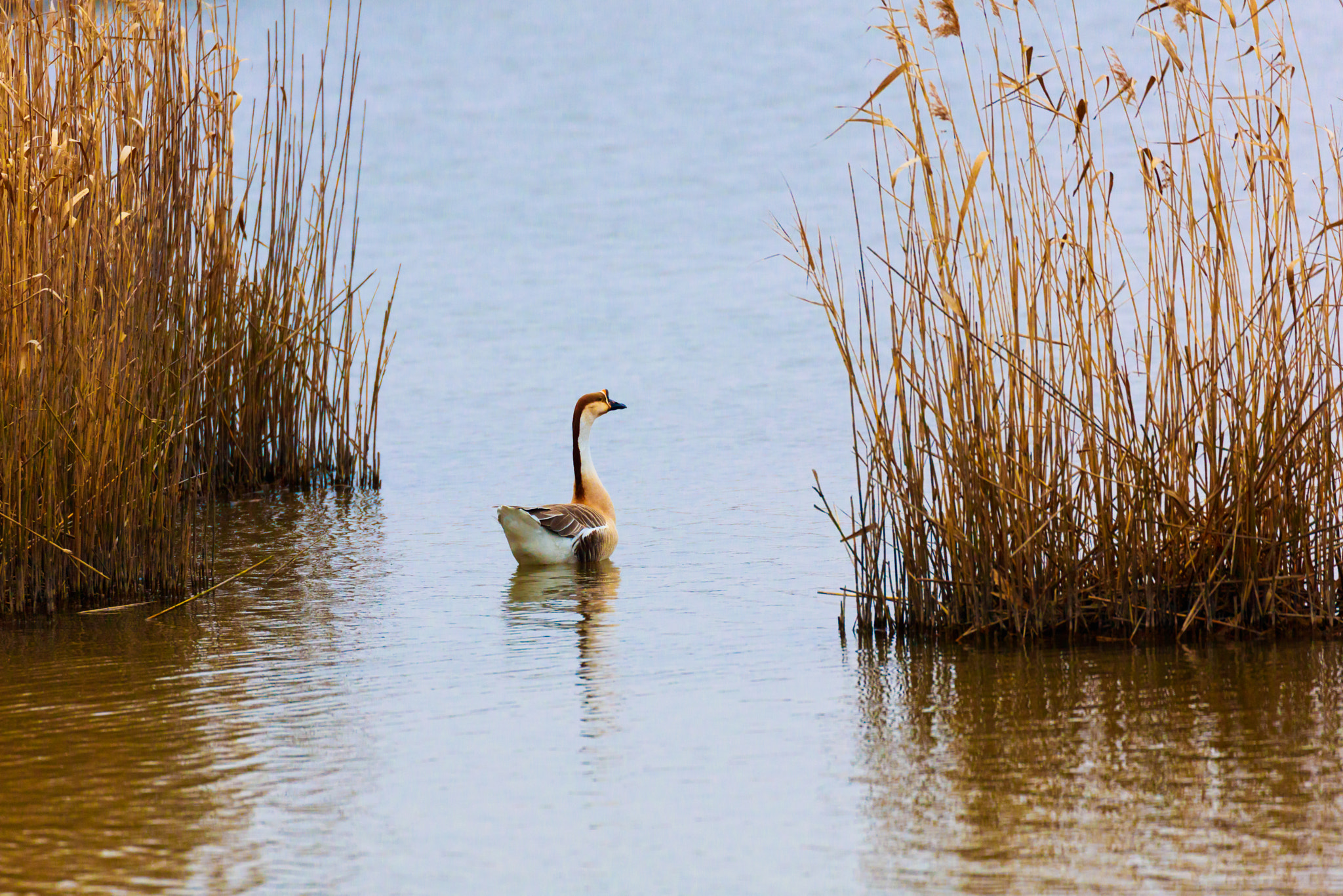 Canon EOS 5DS sample photo. Swan goose photography