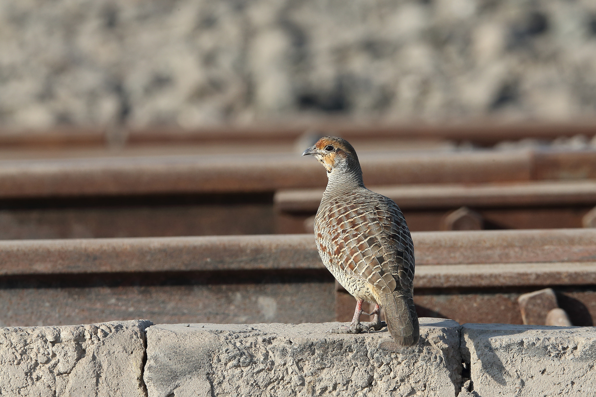 Canon EOS-1D X + Canon EF 400mm F2.8L IS II USM sample photo. Grey francolin photography