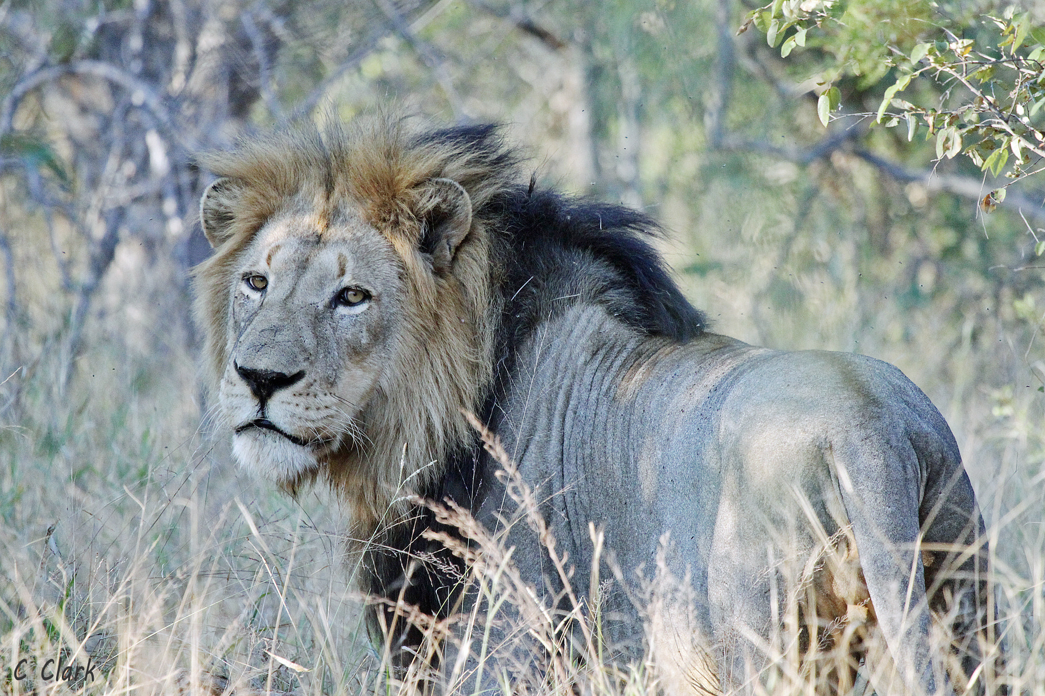 Canon EF 100-400mm F4.5-5.6L IS USM sample photo. Half-black lion photography