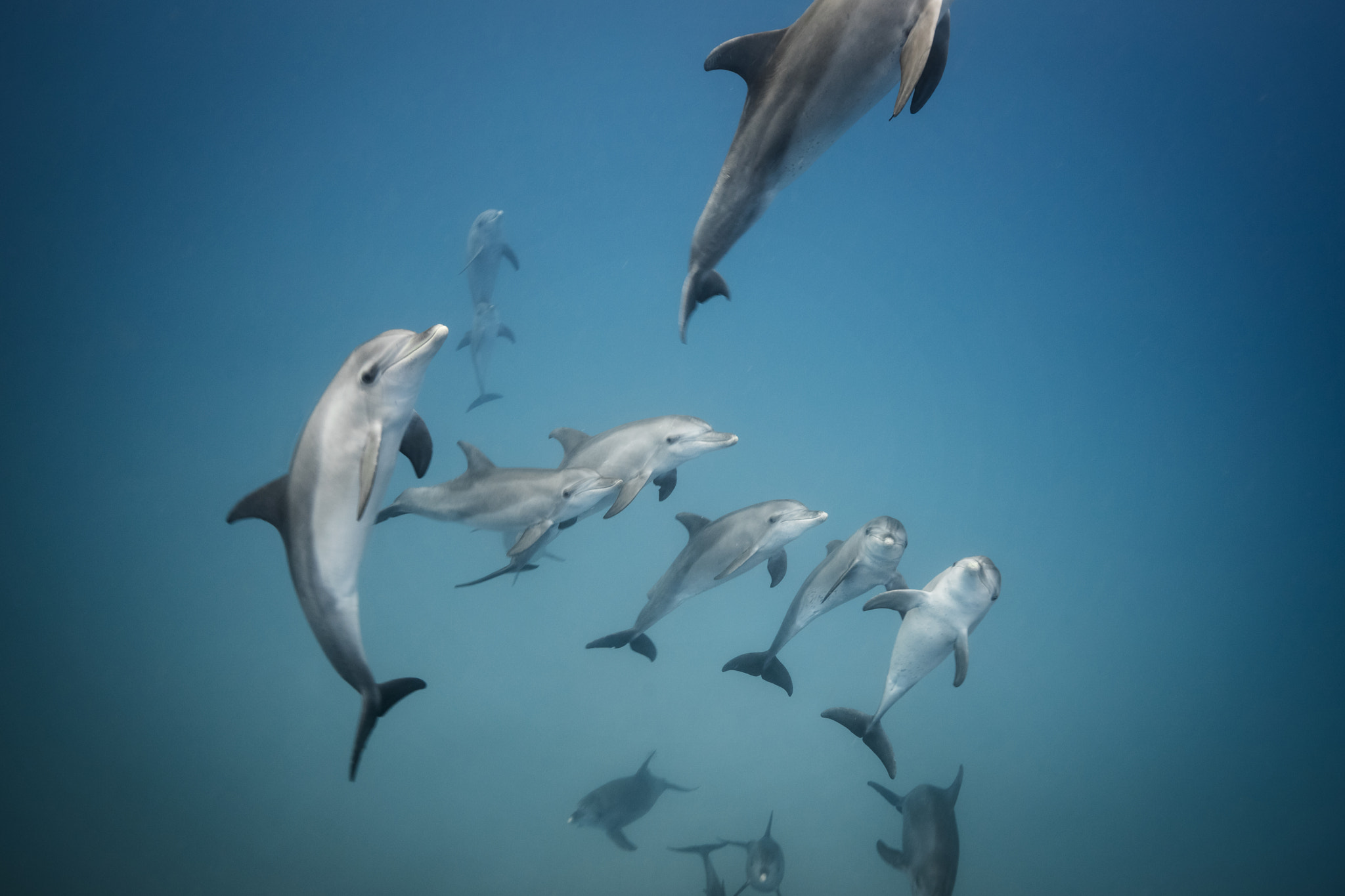 Canon EF 16-35mm F4L IS USM sample photo. Groupe de dauphins curieux photography