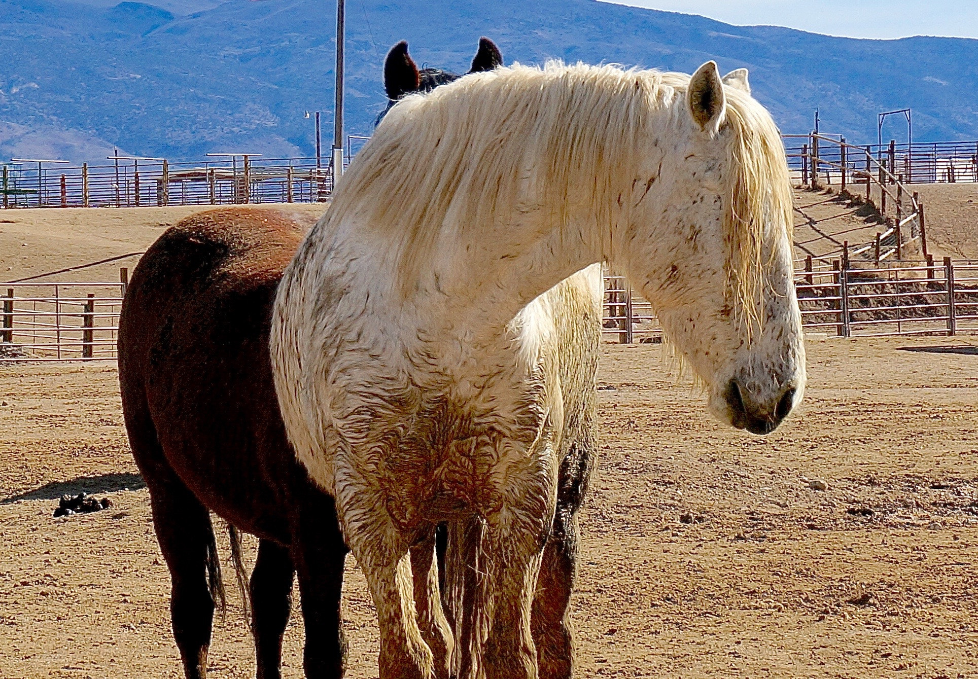 Sony Alpha NEX-6 + Sony E 18-50mm F4-5.6 sample photo. Wild horses of nevada photography