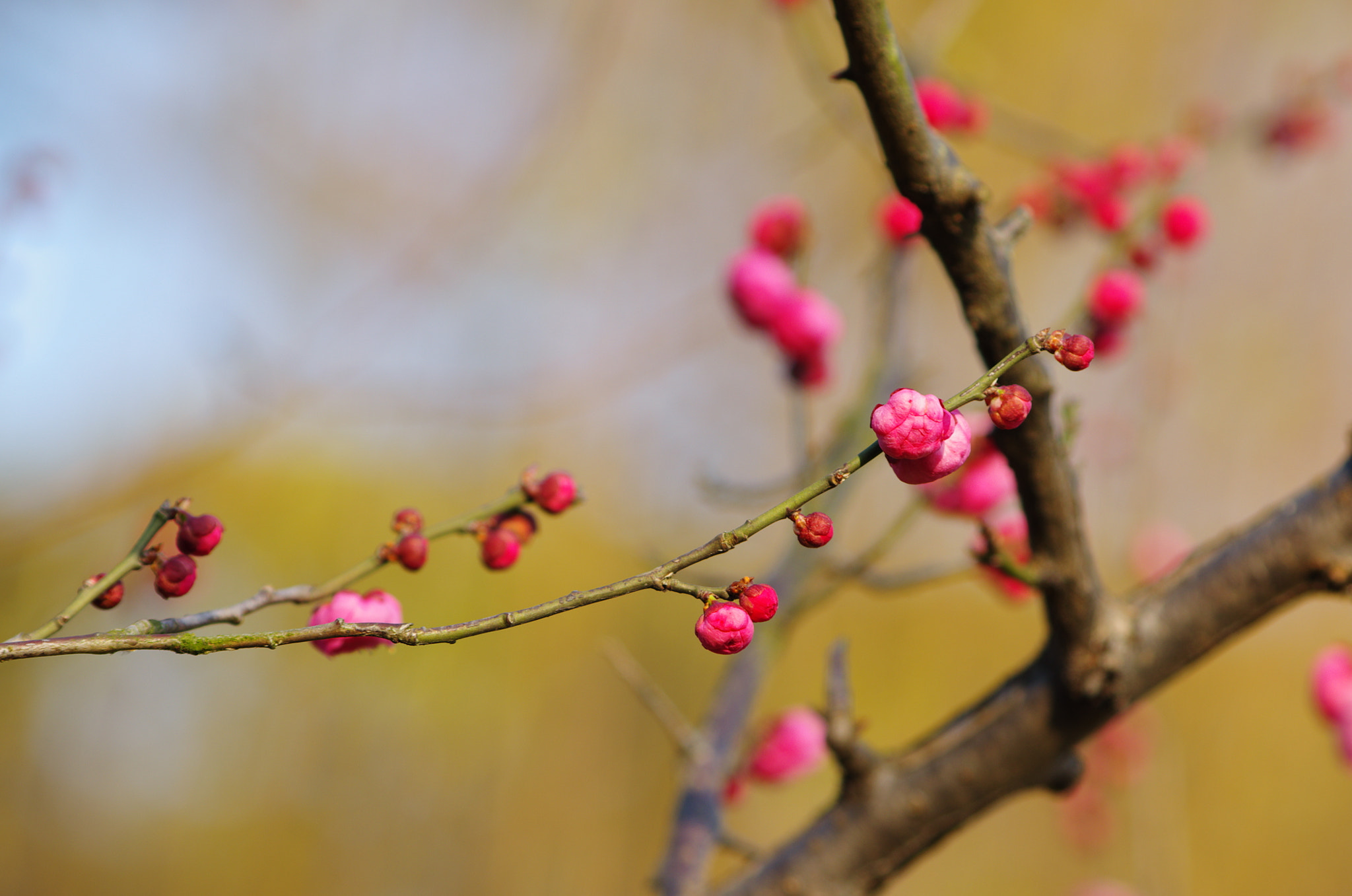 Pentax smc DA 55-300mm F4.0-5.8 ED sample photo. Plum photography