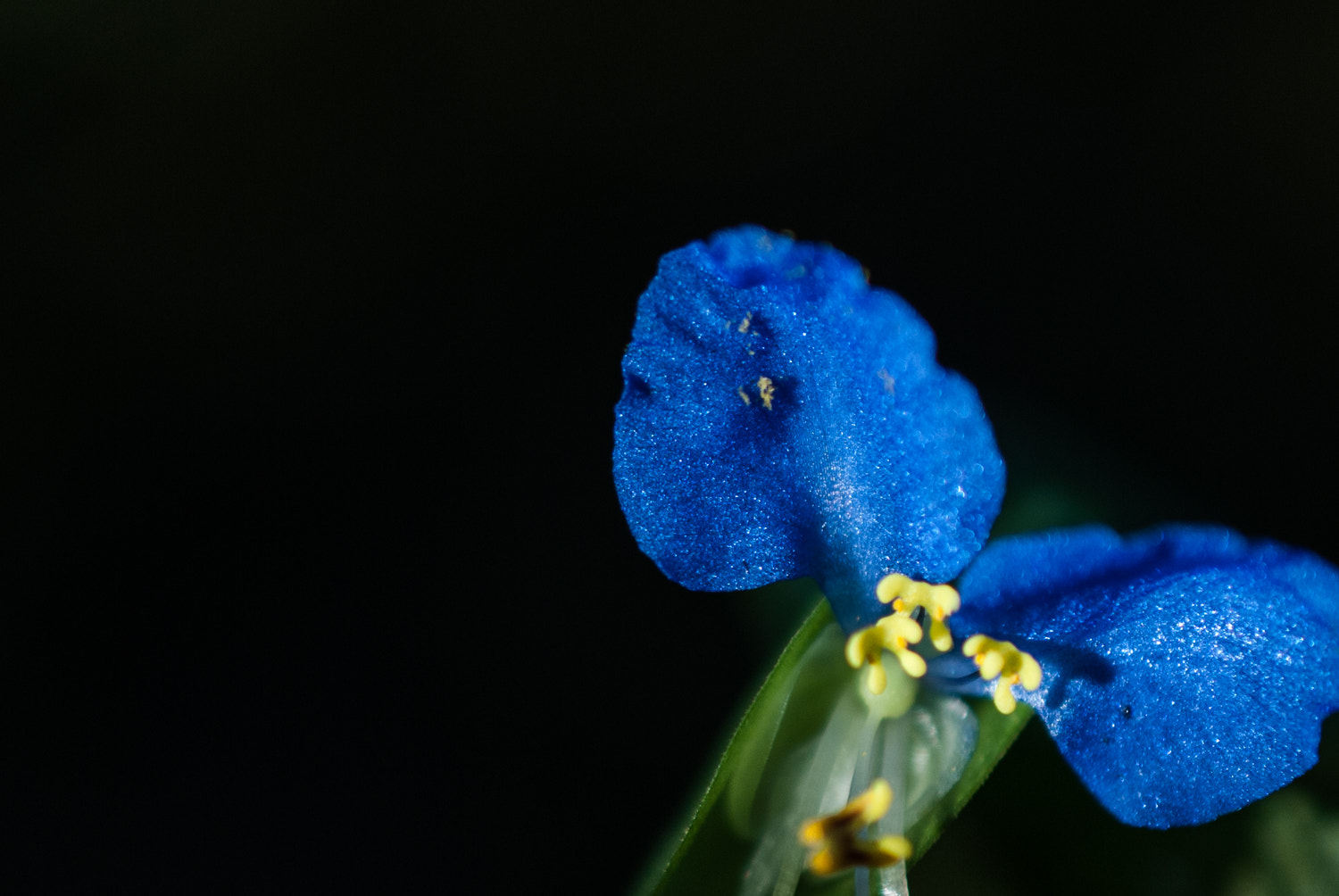 Nikon AF-S DX Micro Nikkor 40mm F2.8 sample photo. Dayflower photography
