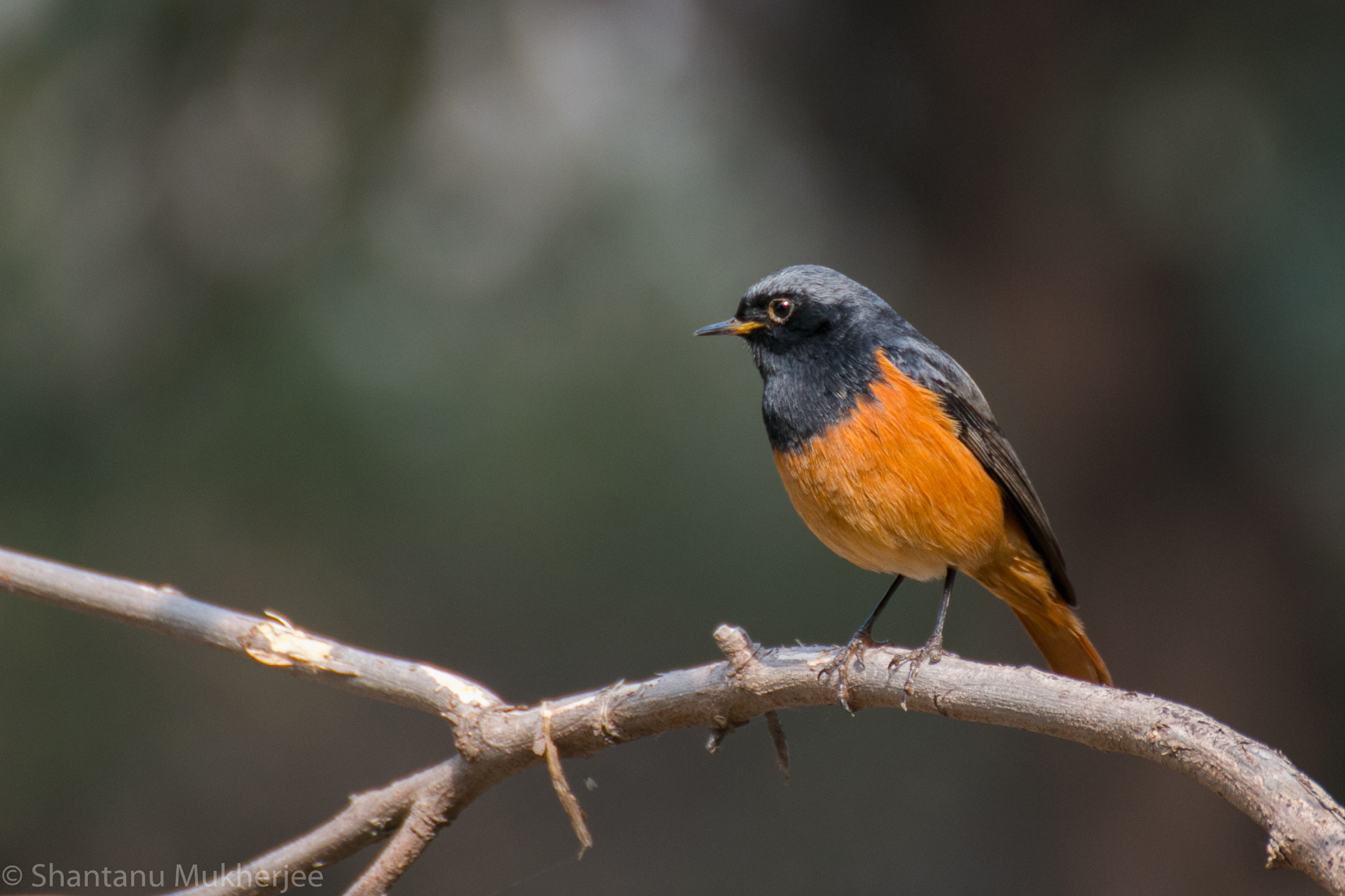 Tamron SP 35mm F1.8 Di VC USD sample photo. Black redstart photography