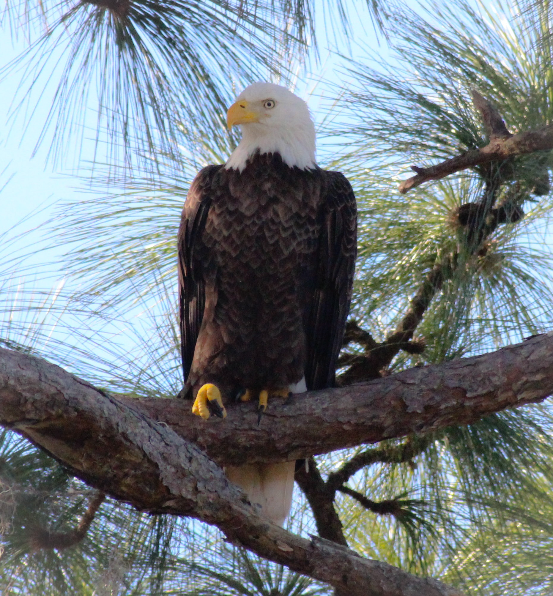 Canon EOS 600D (Rebel EOS T3i / EOS Kiss X5) + Canon EF 400mm F5.6L USM sample photo. Pine tree eagle photography