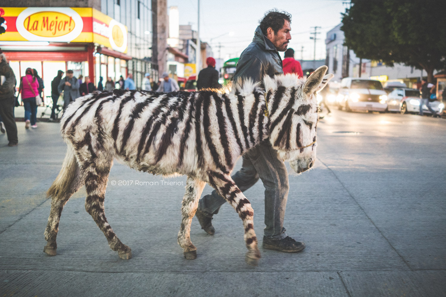 35mm F2.0 sample photo. The famous tijuana's zebra photography