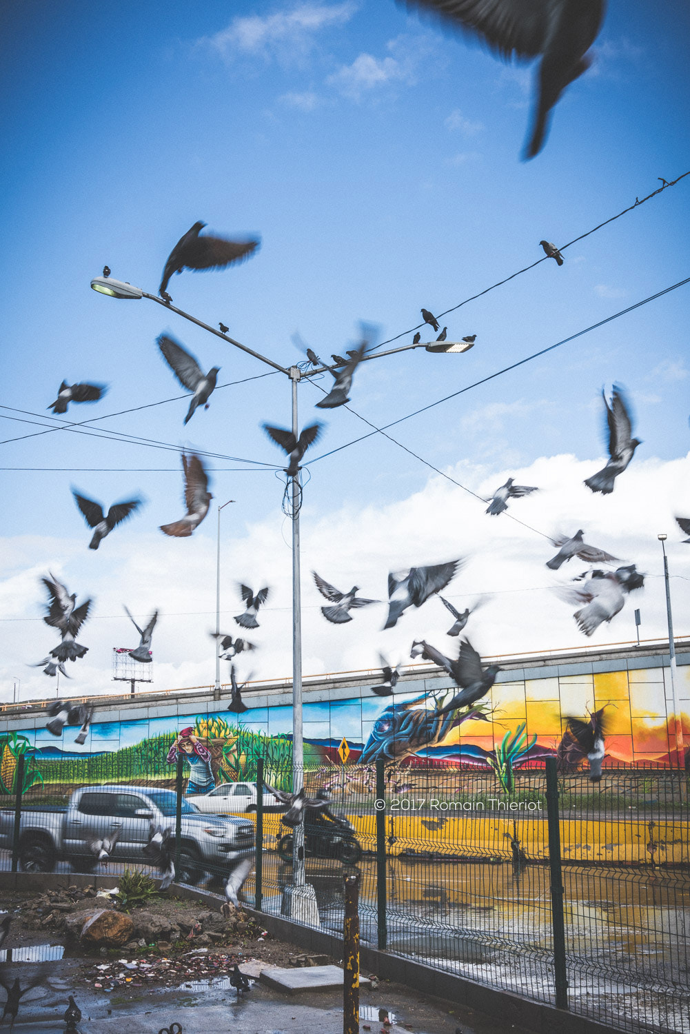35mm F2.0 sample photo. Birds, downtown tijuana photography