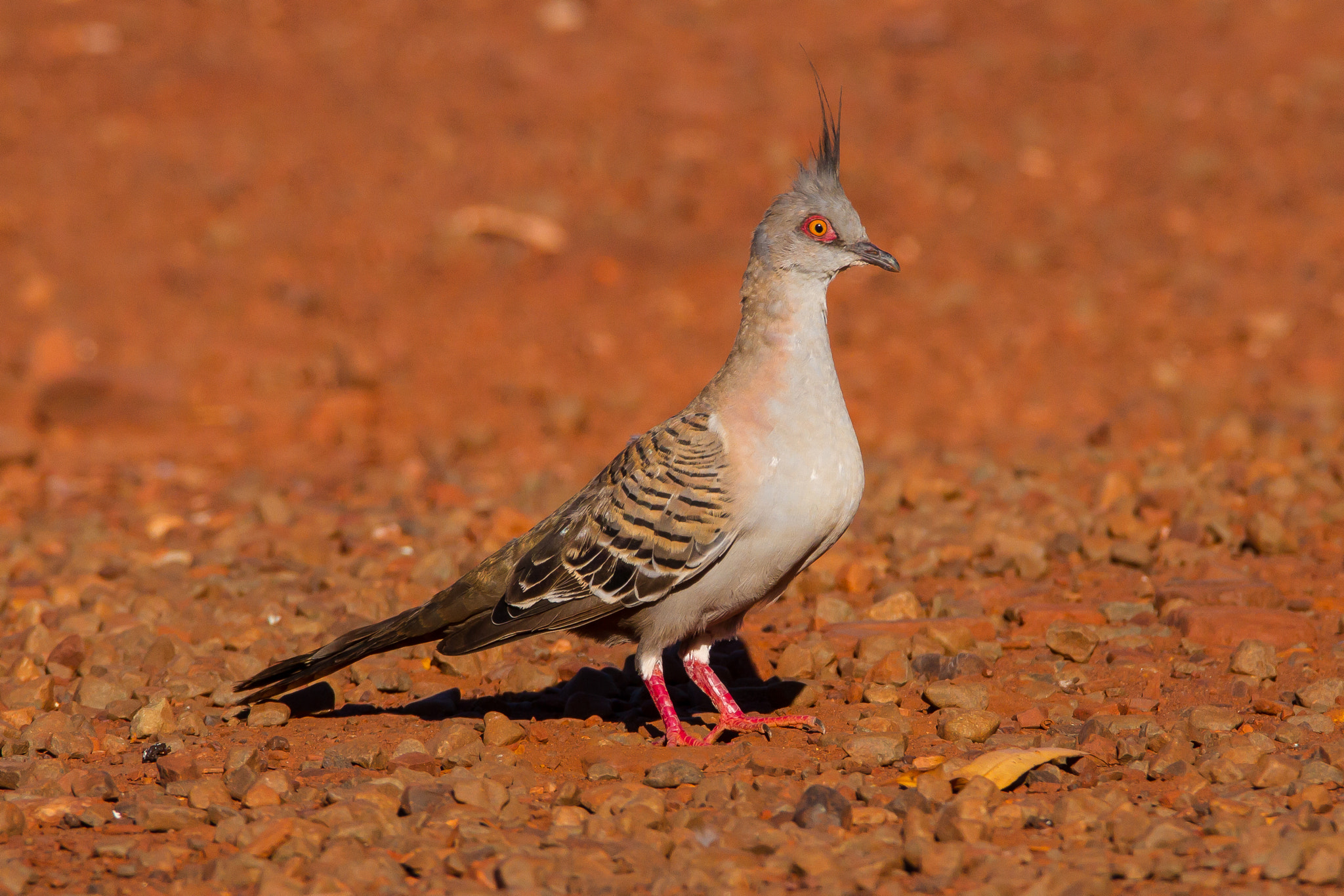150-600mm F5-6.3 DG OS HSM | Contemporary 015 sample photo. Australia - pilbara - crested pigeon photography
