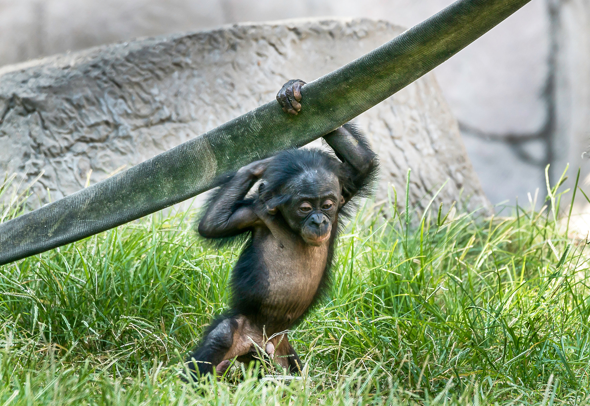 Sony 70-400mm F4-5.6 G SSM II sample photo. Play time photography