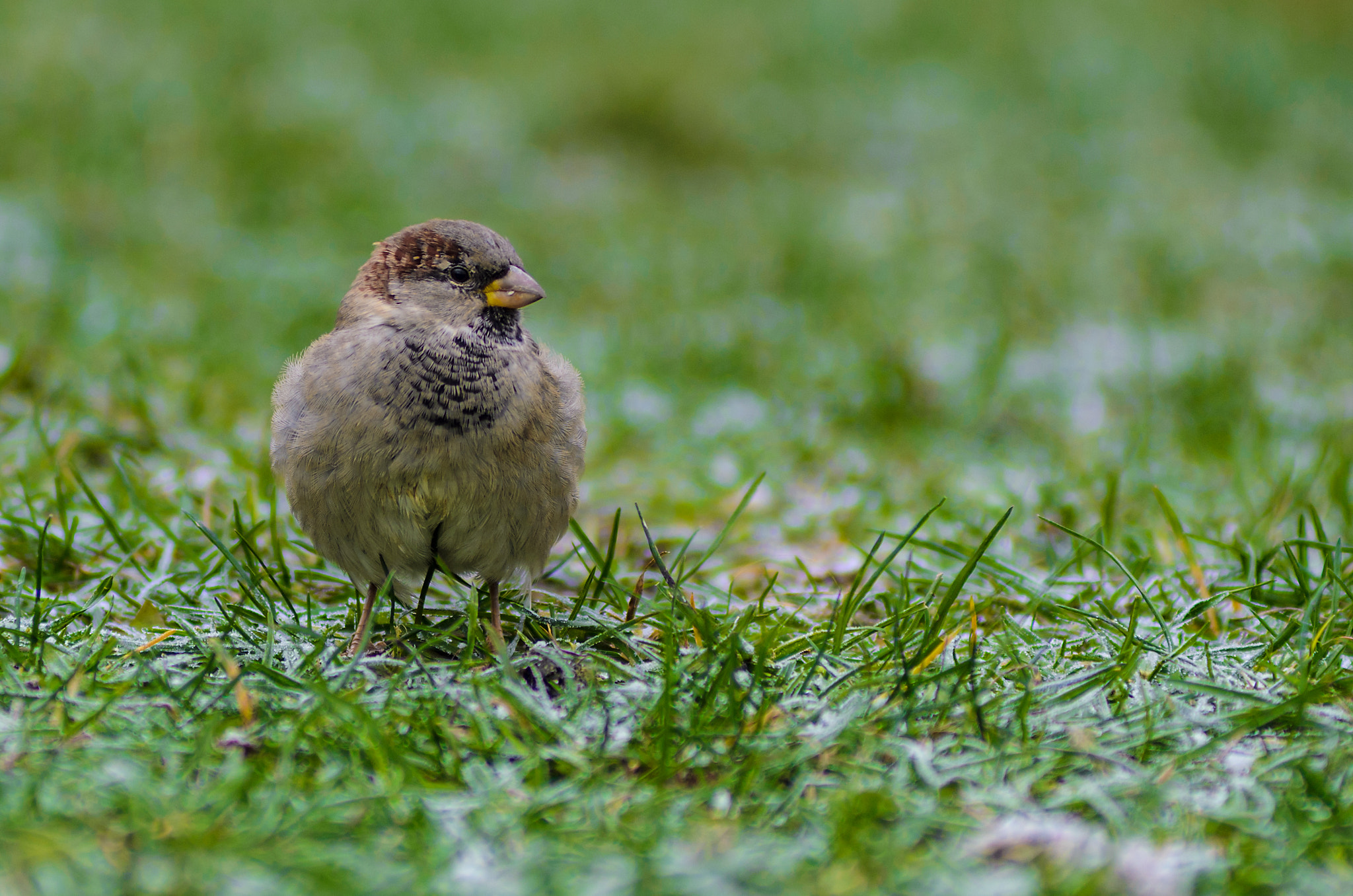 Nikon AF-Nikkor 80-200mm F2.8D ED sample photo. Sparrow photography