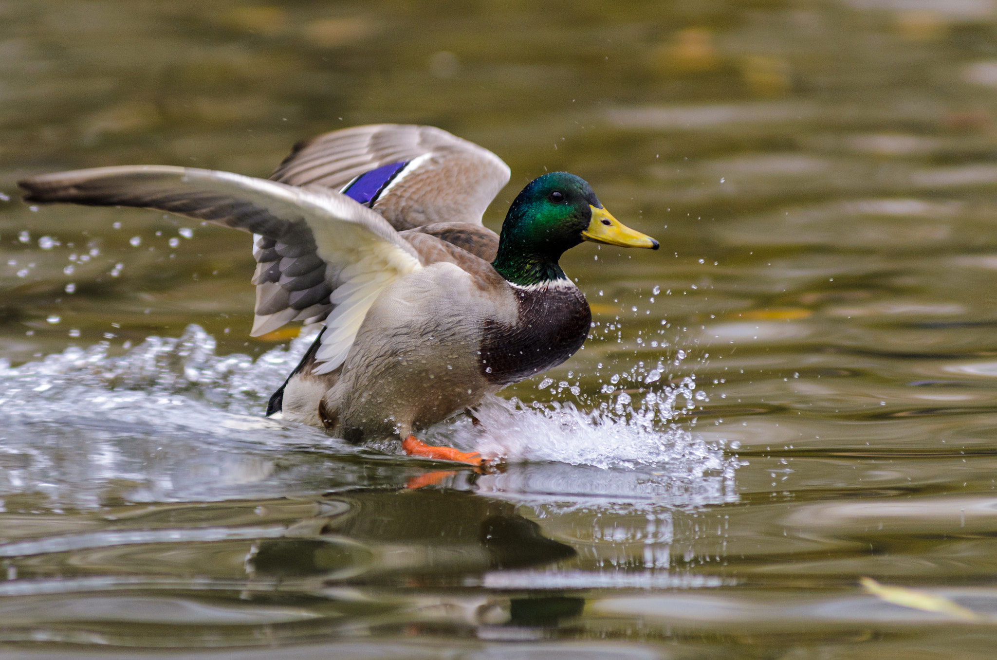 Nikon AF-Nikkor 80-200mm F2.8D ED sample photo. The end of duck flight photography