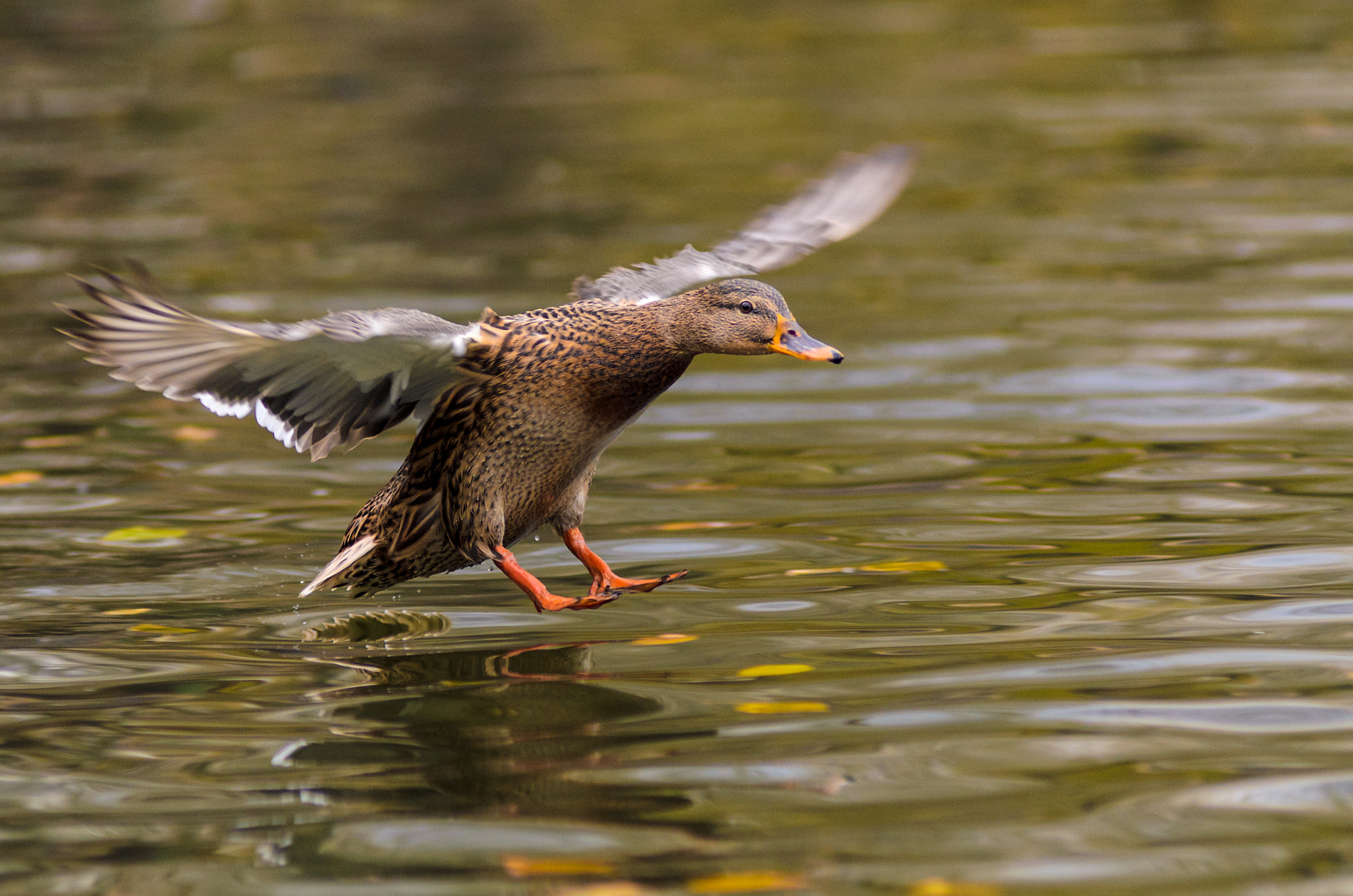 Nikon AF-Nikkor 80-200mm F2.8D ED sample photo. Duck fly photography