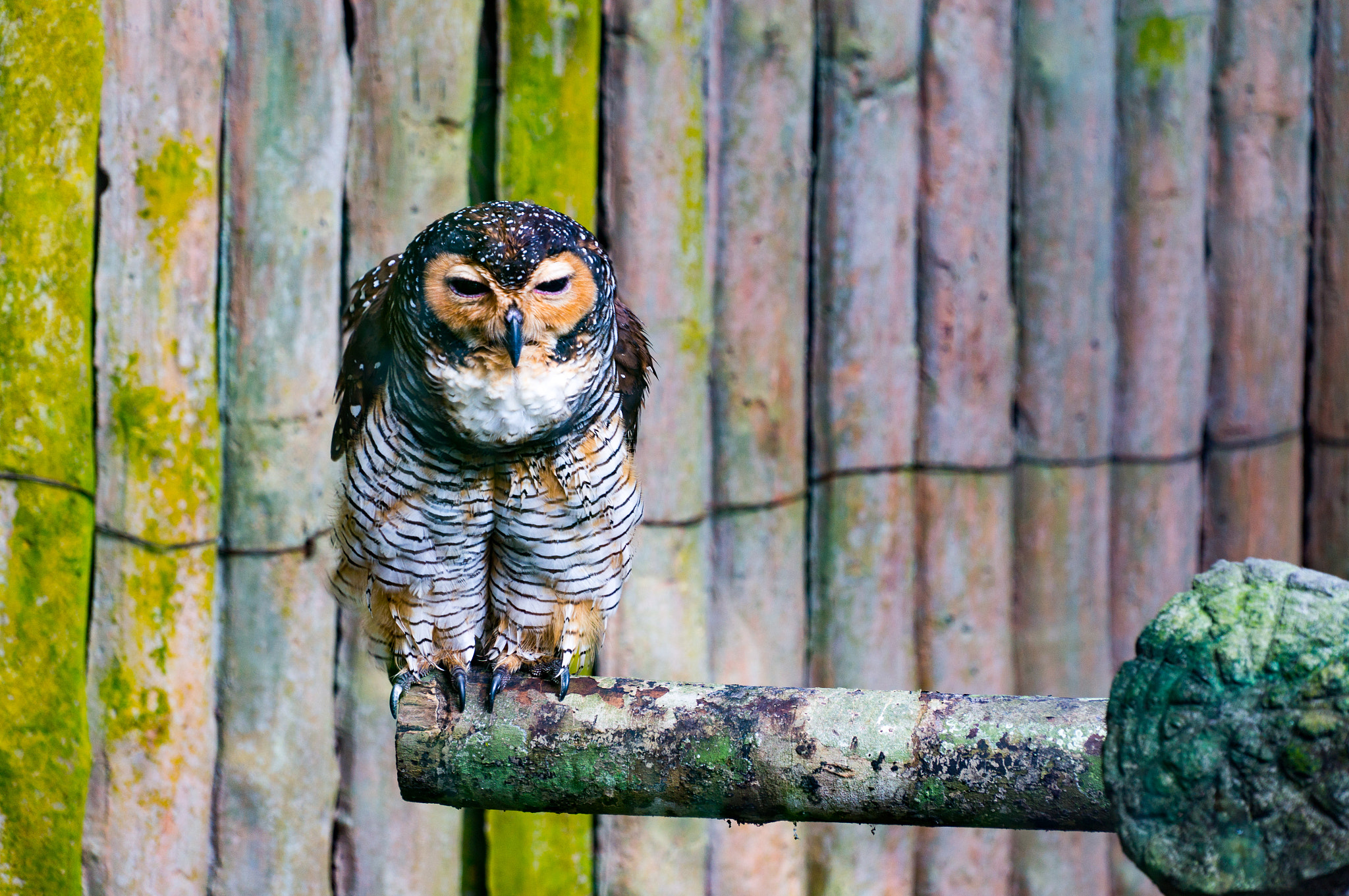 Sony Alpha NEX-6 + Sony E PZ 18-105mm F4 G OSS sample photo. Owl sitting on wood. photography