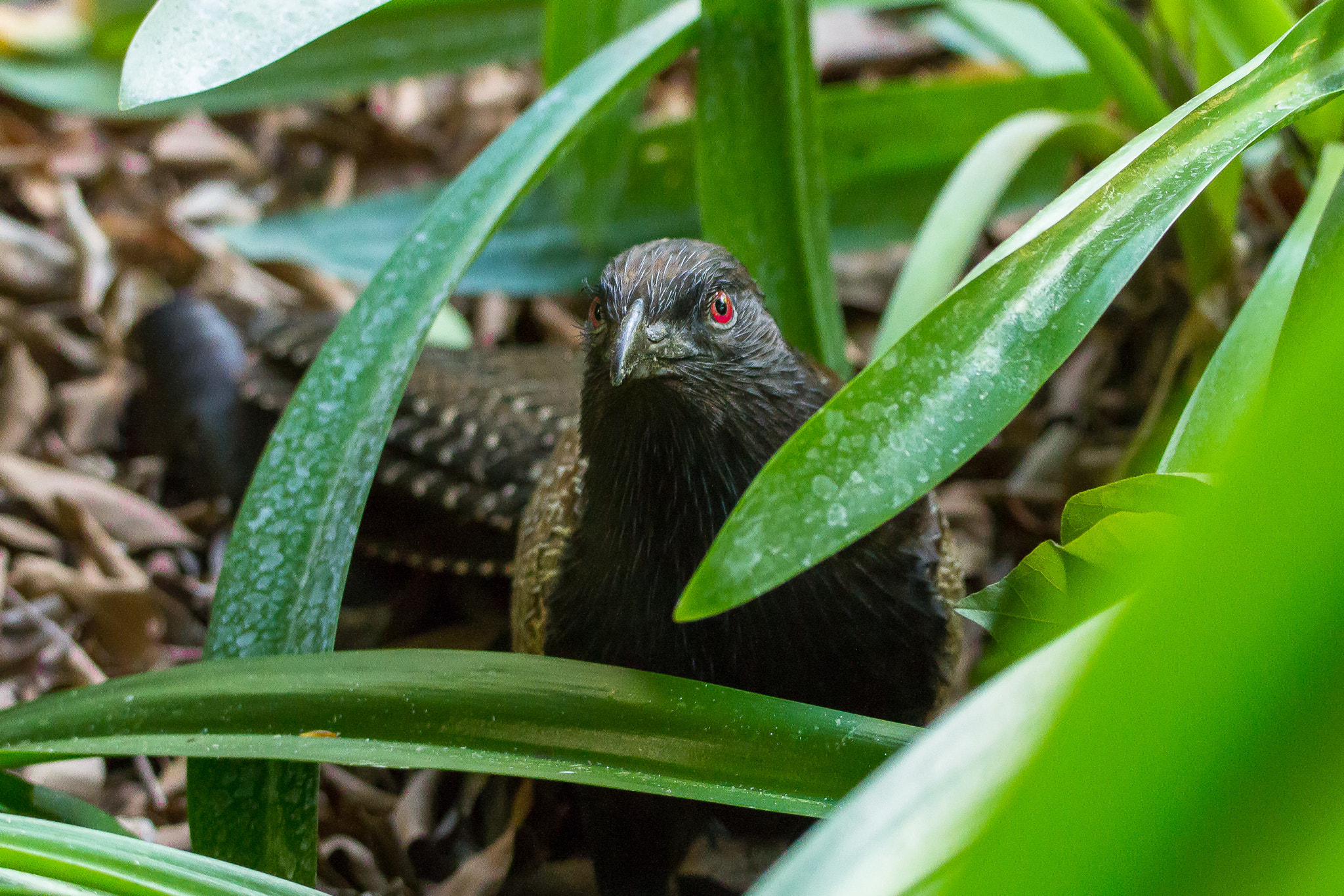 Canon EOS 7D + 150-600mm F5-6.3 DG OS HSM | Contemporary 015 sample photo. Australia - broome - pheasant coucal photography