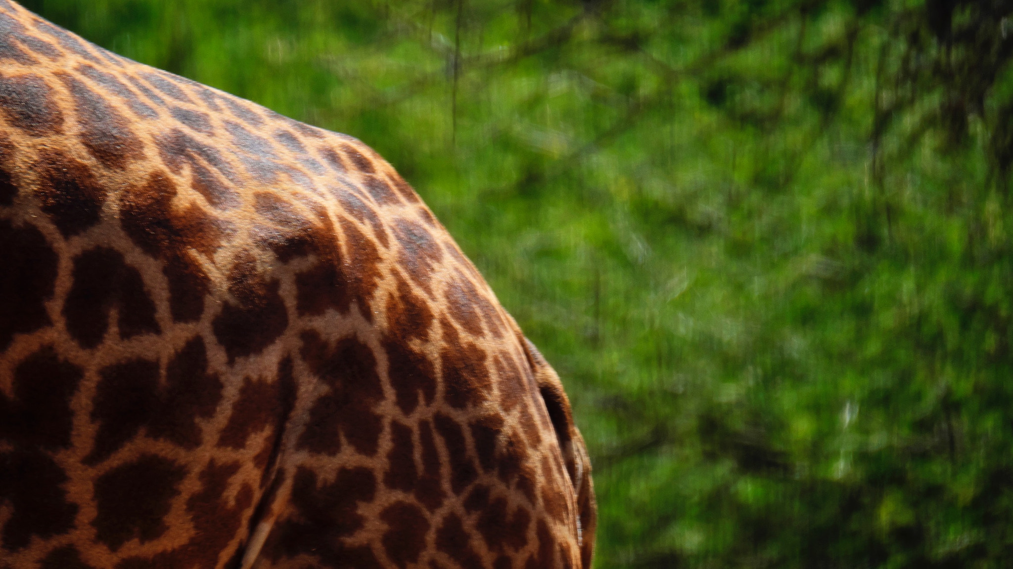 Fujifilm XF 100-400mm F4.5-5.6 R LM OIS WR sample photo. Designed by nature photography