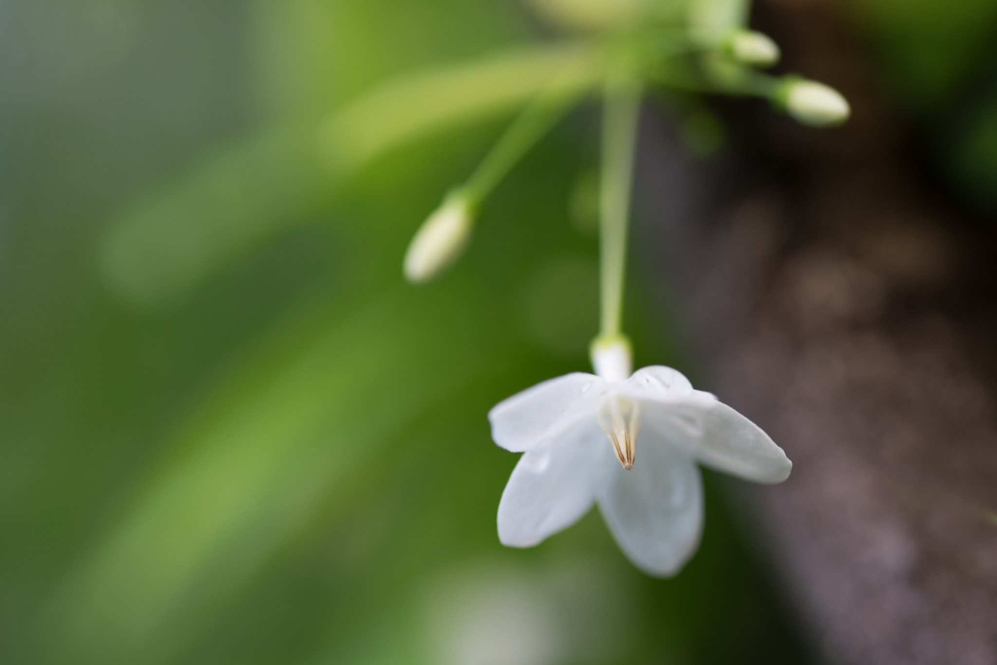 Sony a7 sample photo. Wild water plum photography