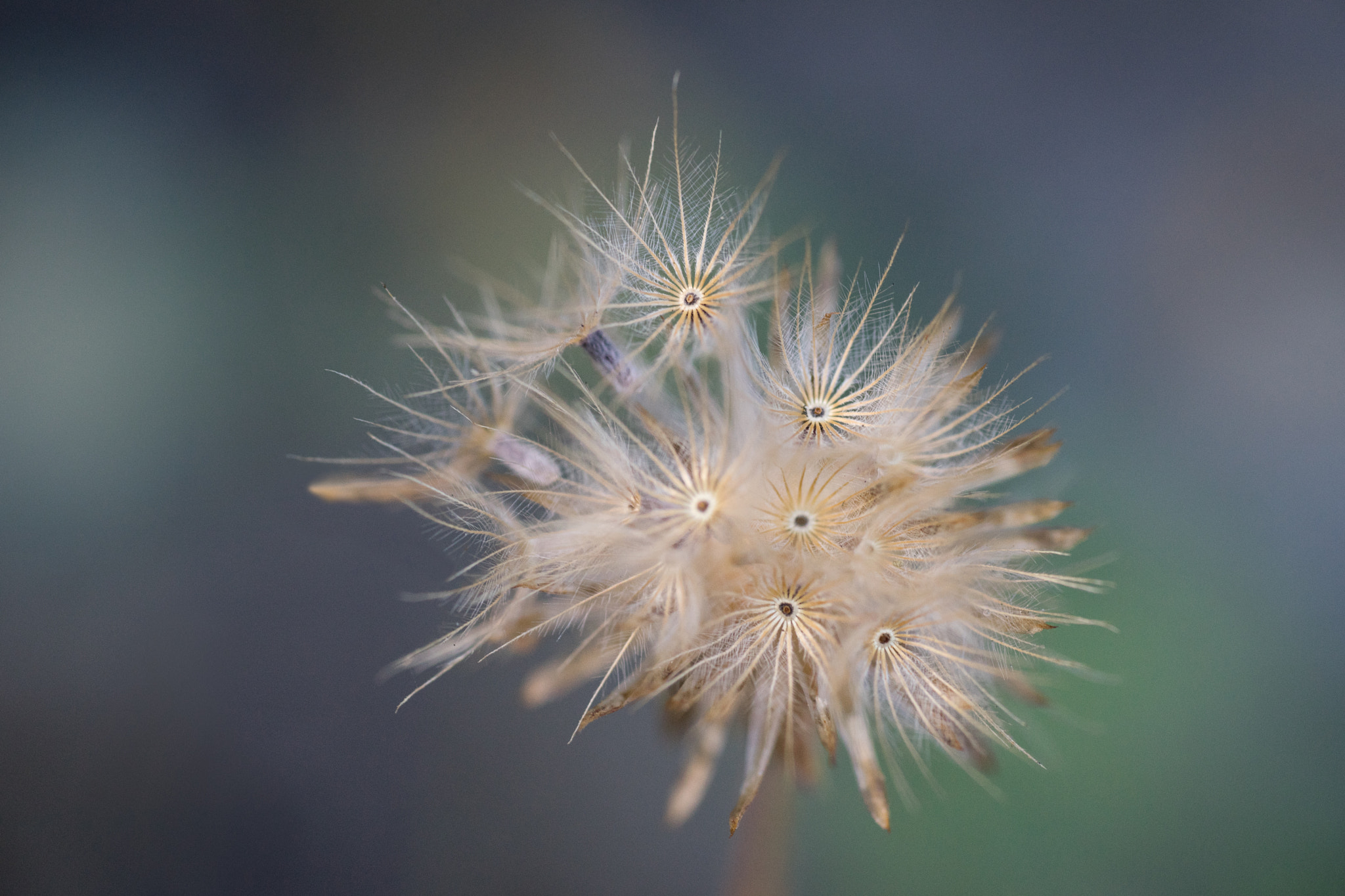 Sony a7 + Sigma 70mm F2.8 EX DG Macro sample photo. Coat buttons flower photography