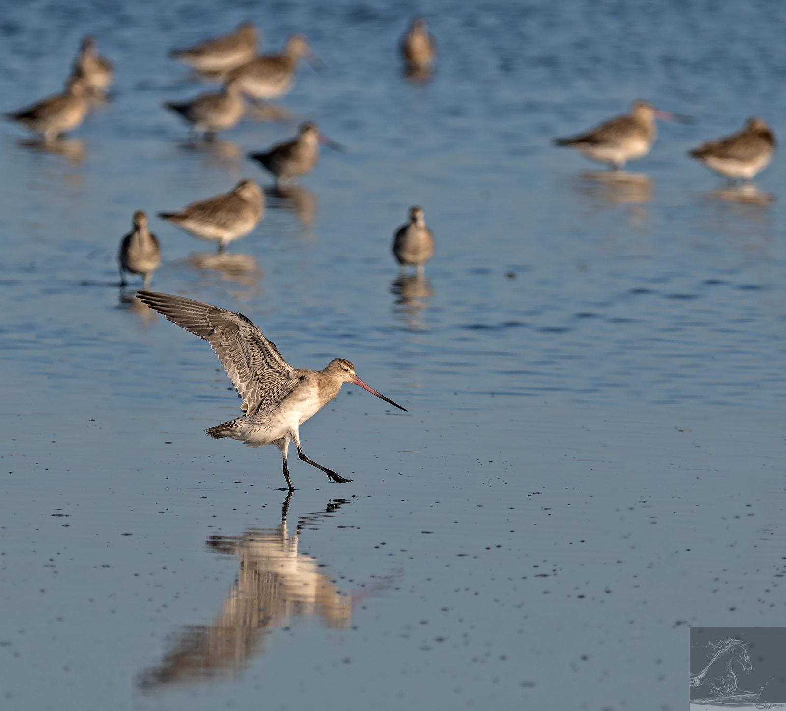Canon EOS 7D Mark II + Canon EF 300mm F2.8L IS USM sample photo. Bar-tailed godwit 38 photography