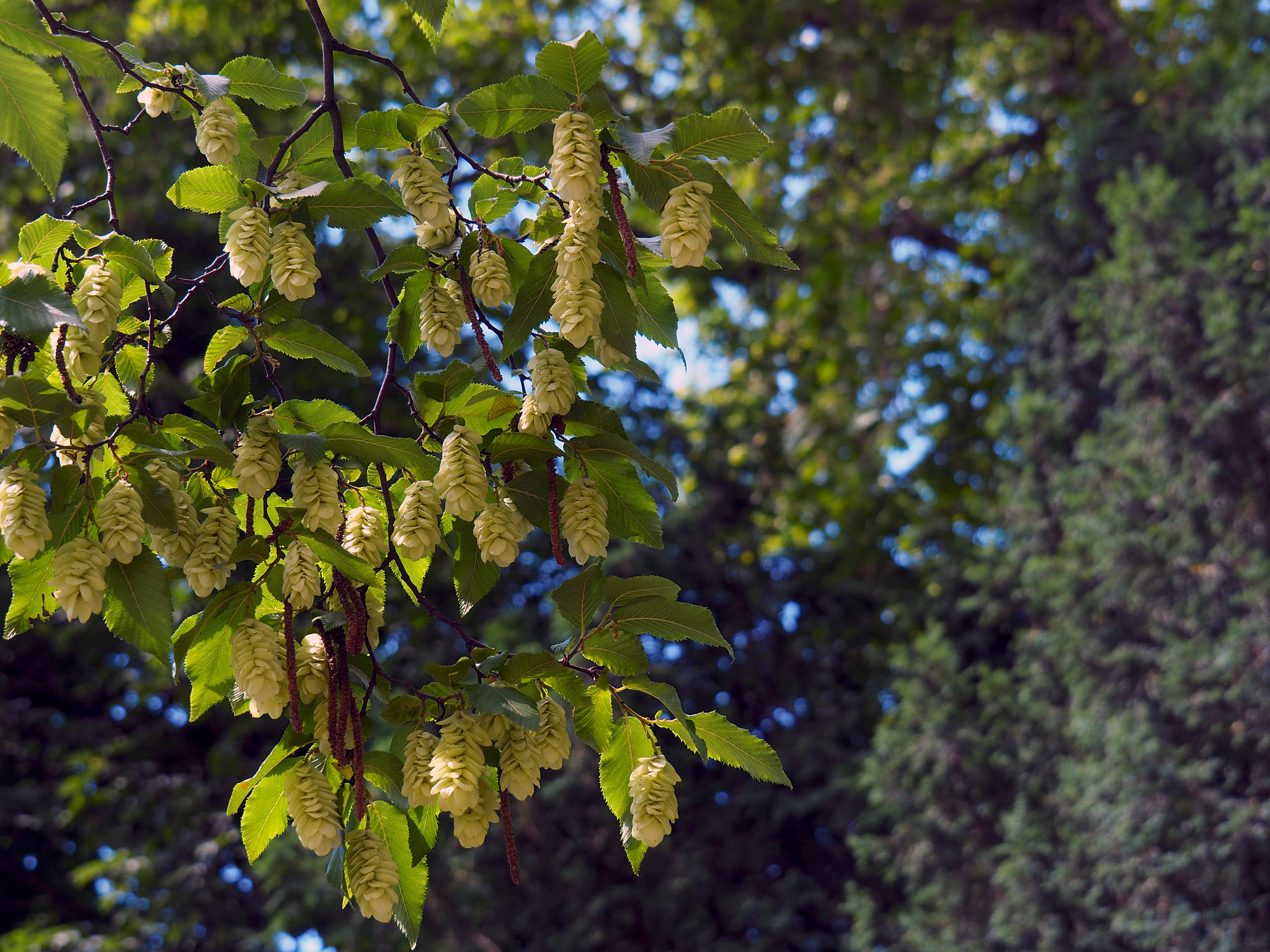Olympus OM-D E-M5 II sample photo. Autumn fruit, of sorts photography