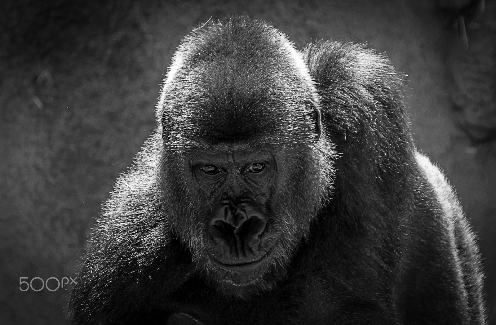 Canon EOS 60D sample photo. Gorilla photography