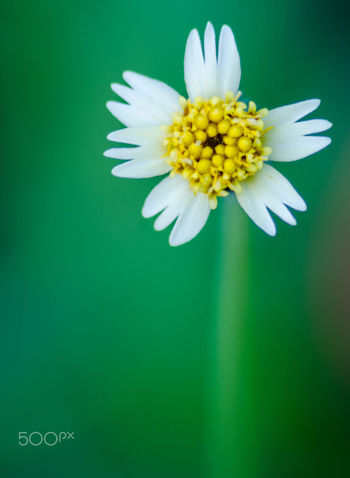 Sigma 70-300mm F4-5.6 APO DG Macro sample photo. On the spot photography