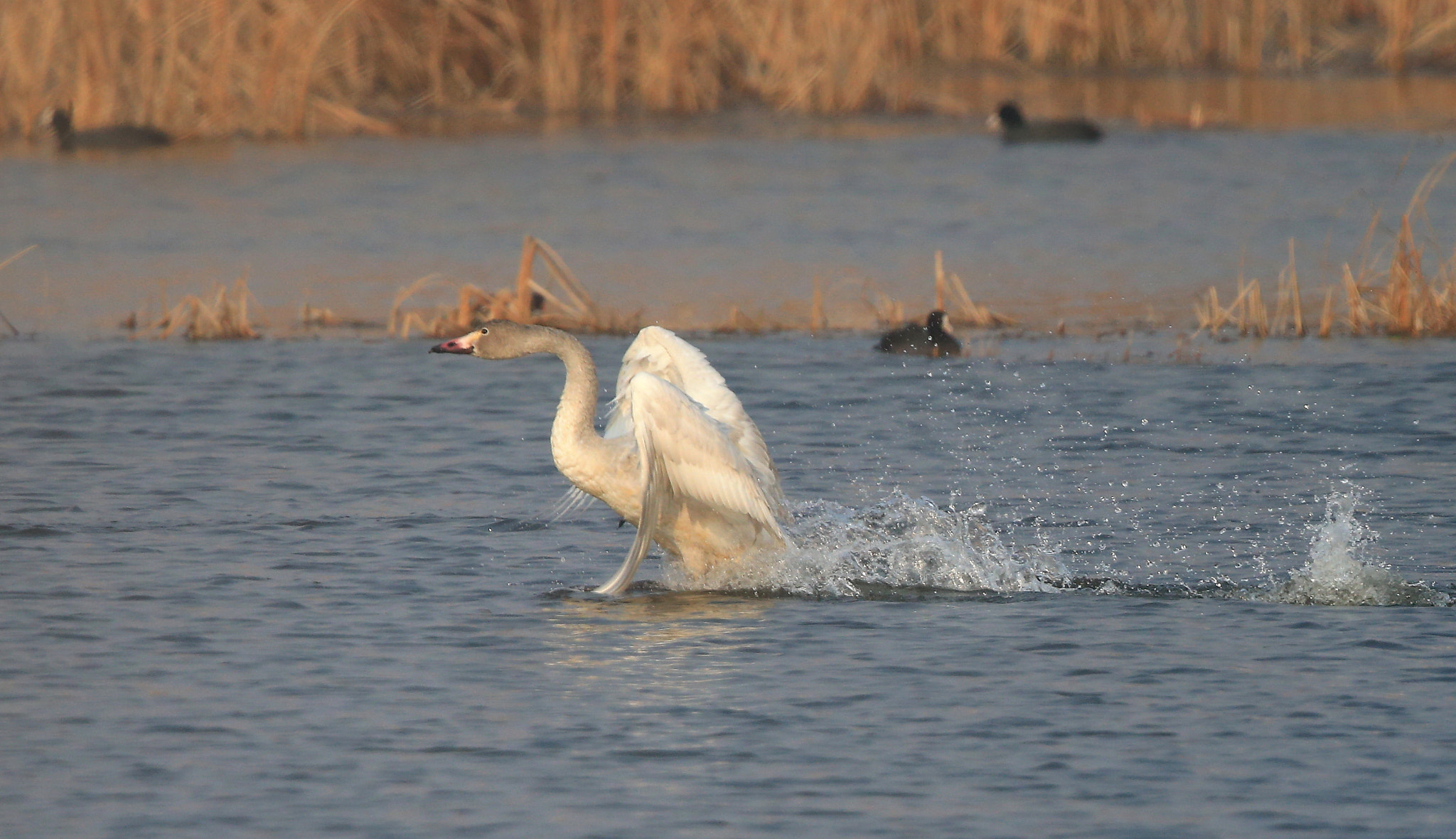 Canon EF 600mm F4L IS II USM sample photo. 915 photography