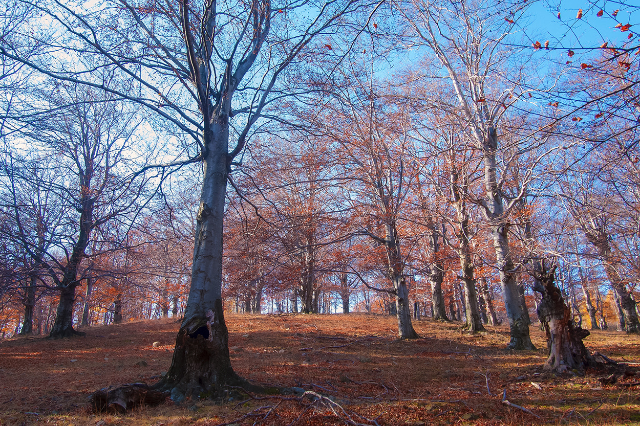 Olympus PEN E-P1 sample photo. Autumn forest 11 photography