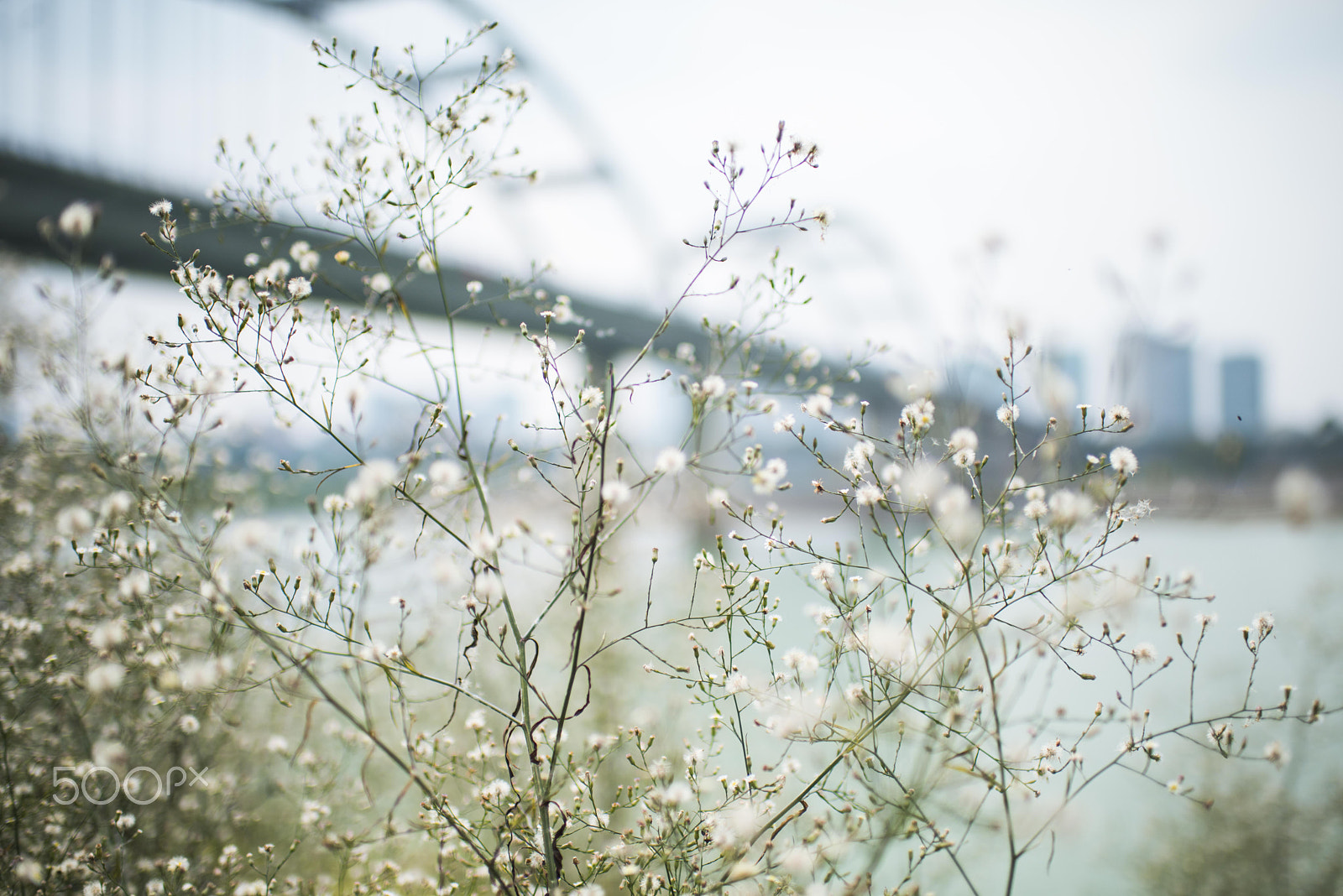 Nikon D810 + Nikon AF-S Nikkor 35mm F1.4G sample photo. Dandelion photography