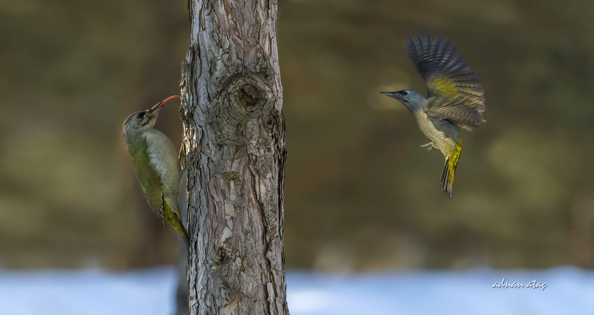 Sigma 150-600mm F5-6.3 DG OS HSM | S sample photo. Küçük yeşil ağaçkakan - grey headed woodpecker - picus canus photography