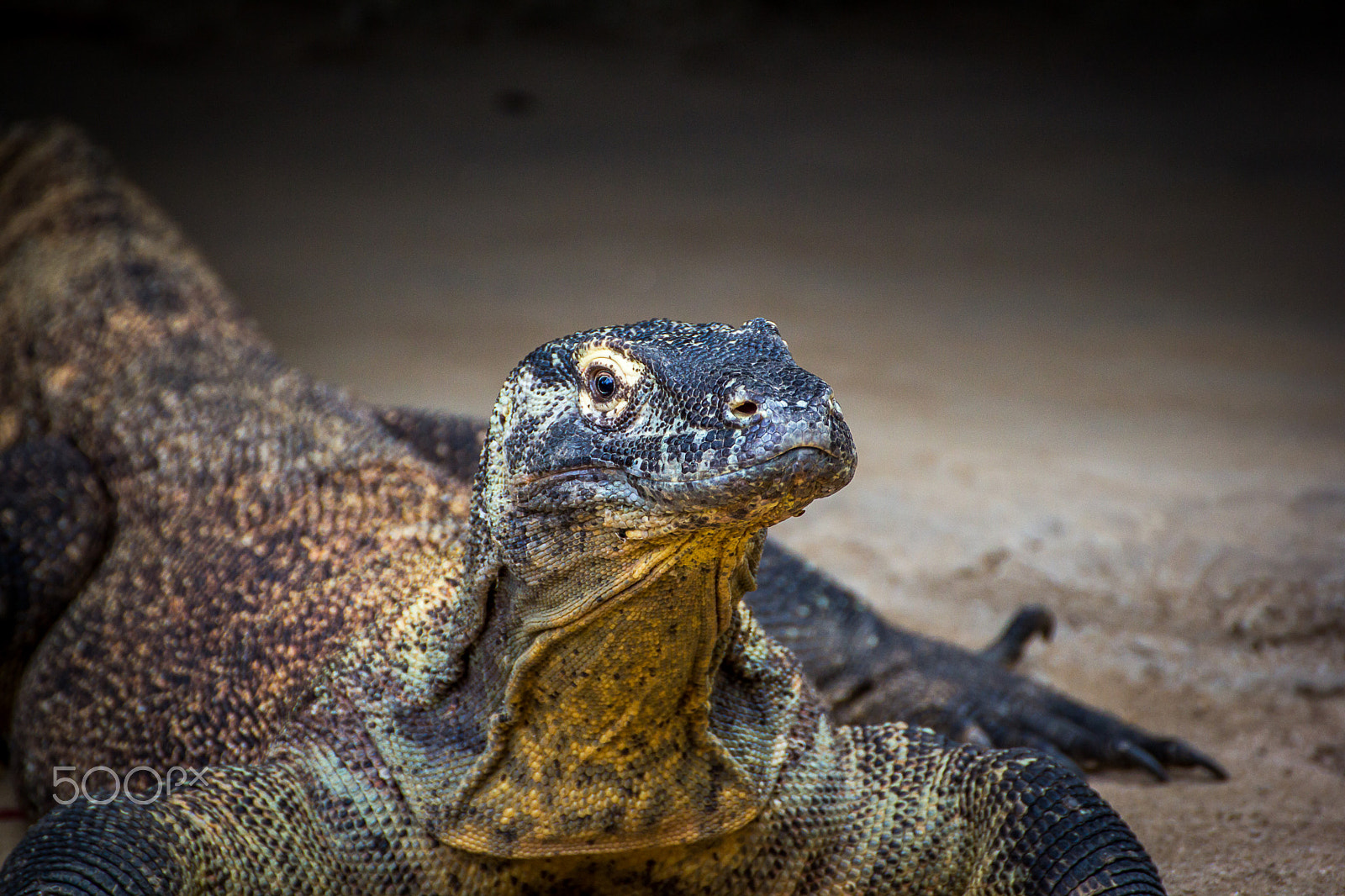 Tamron SP 35mm F1.8 Di VC USD sample photo. Komodo dragon photography
