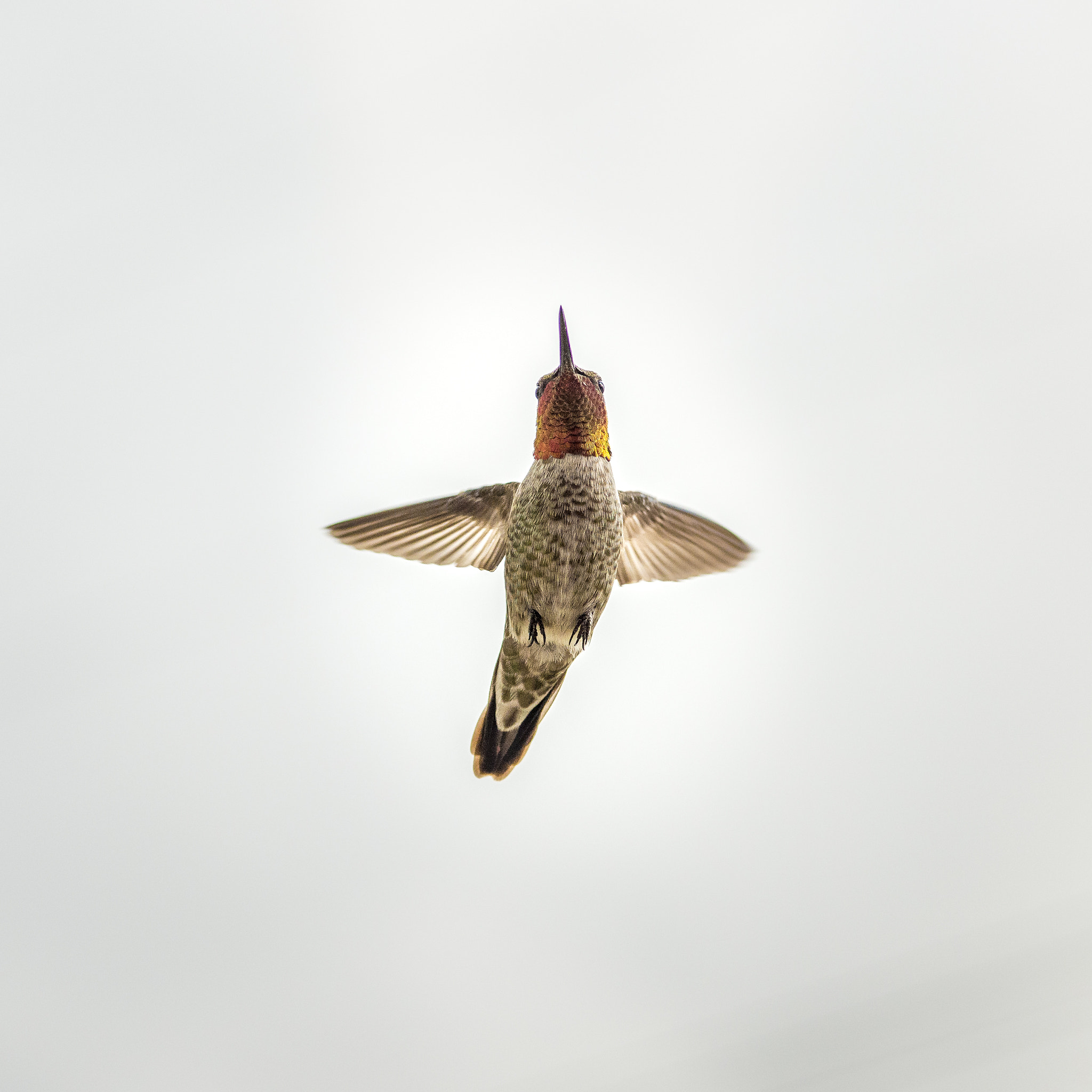 ZEISS Makro-Planar T* 100mm F2 sample photo. Hummingbird photography