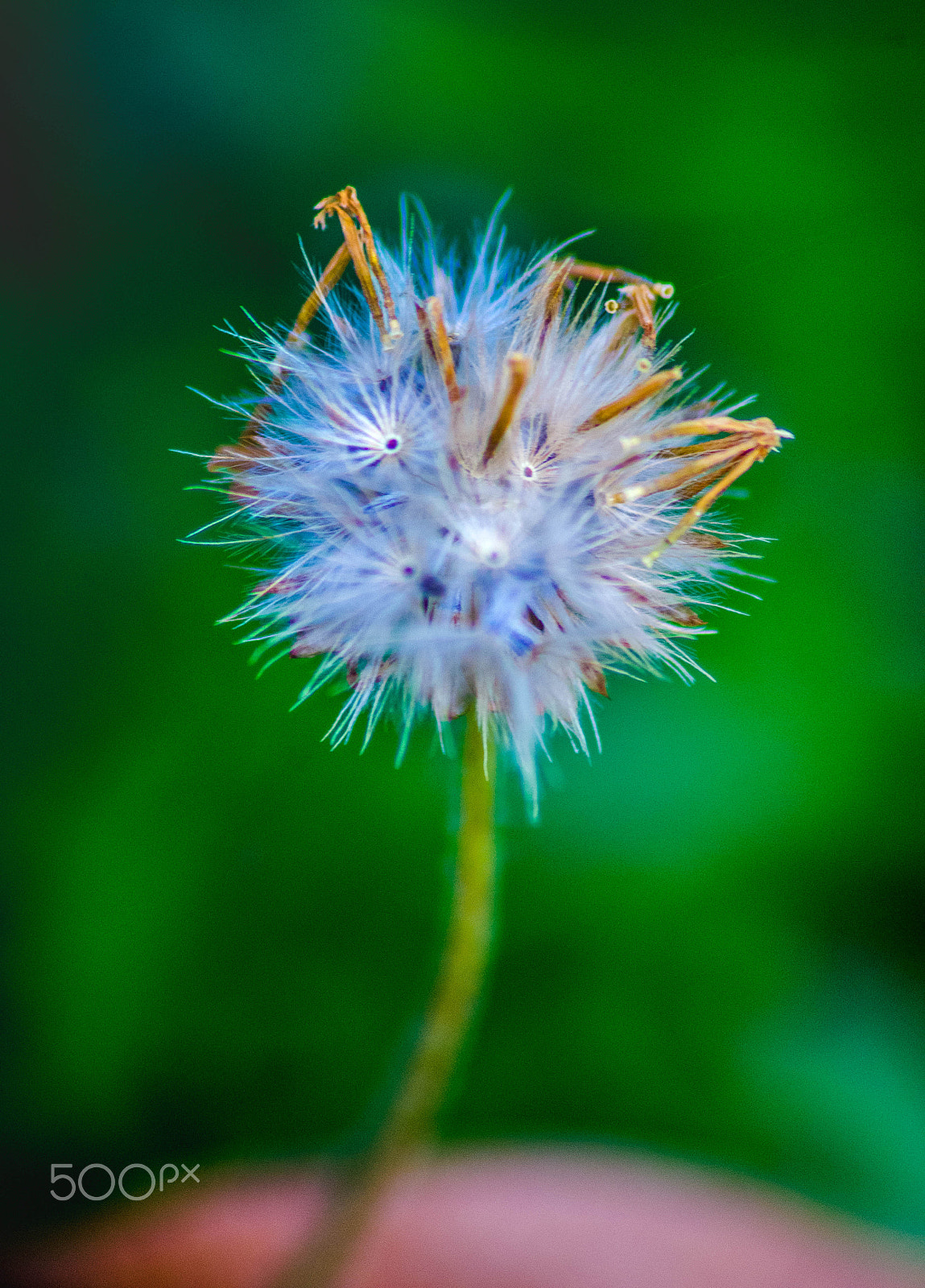 Sigma 70-300mm F4-5.6 APO DG Macro sample photo. Prepare to spread photography