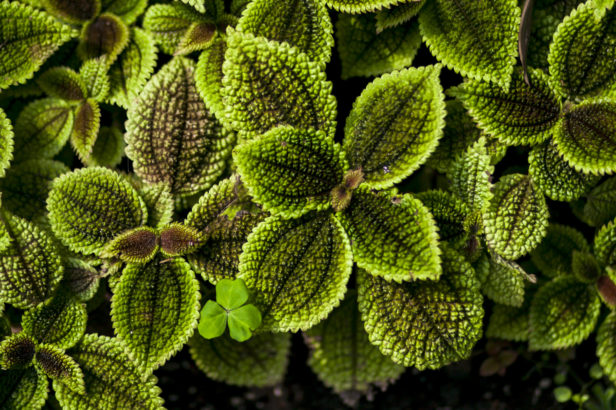 Canon EOS 50D + Canon EF 85mm F1.8 USM sample photo. Pilea involucrata photography